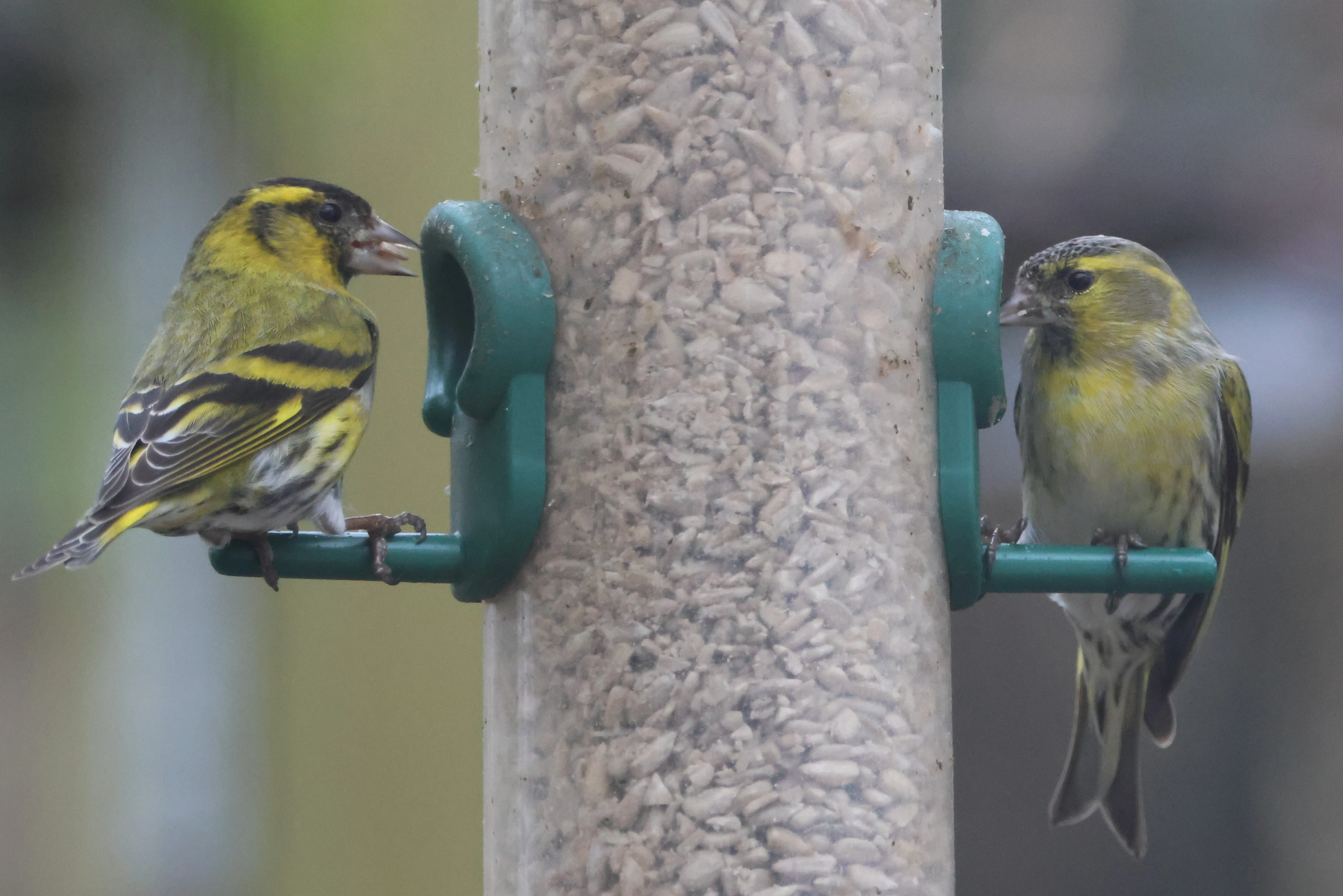 Siskin in garden, Garden, Totton, New Forest, UK — photo by Adam Prugel-Bennett