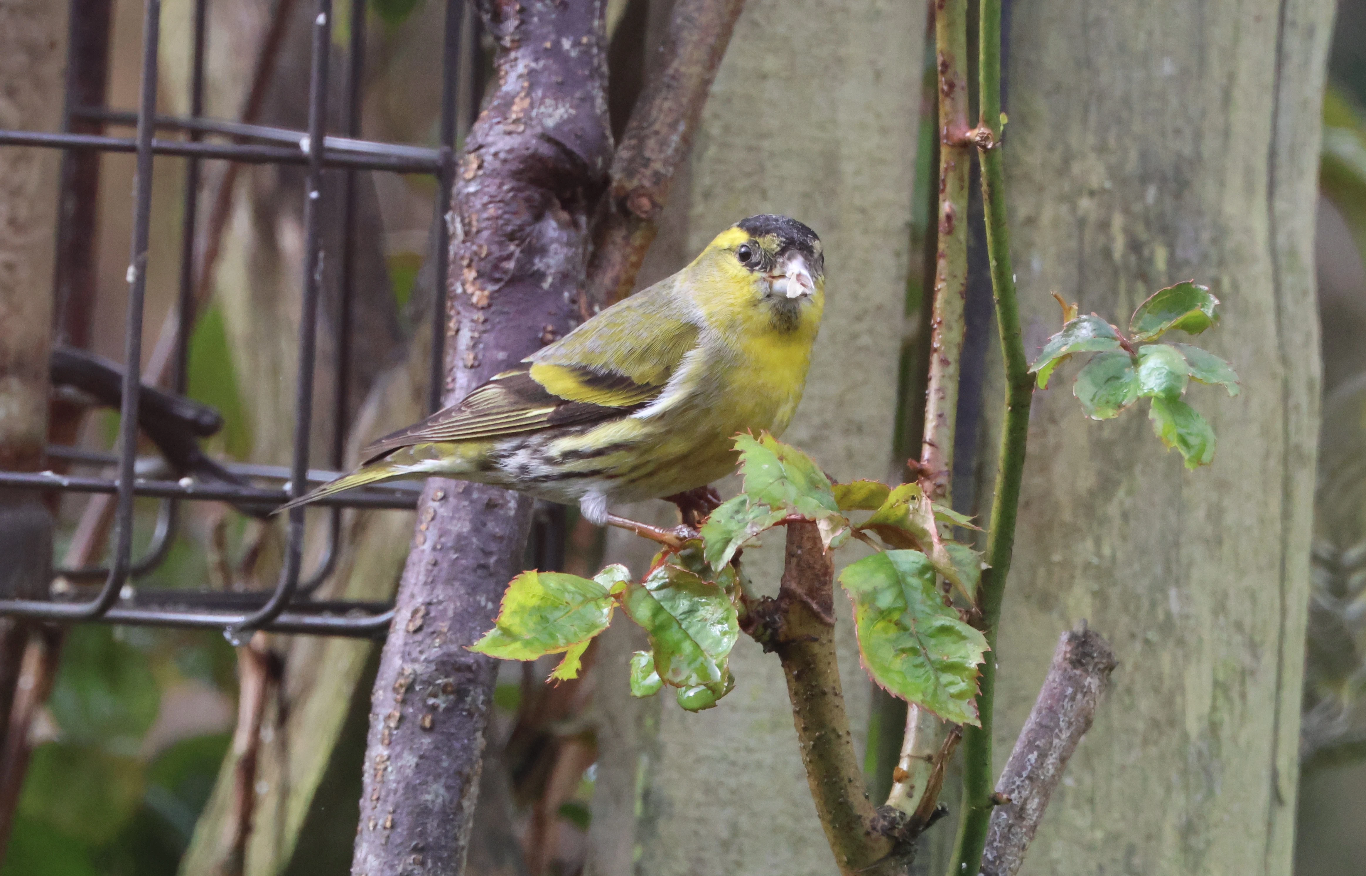 Siskin in garden, Garden, Totton, New Forest, UK — photo by Adam Prugel-Bennett