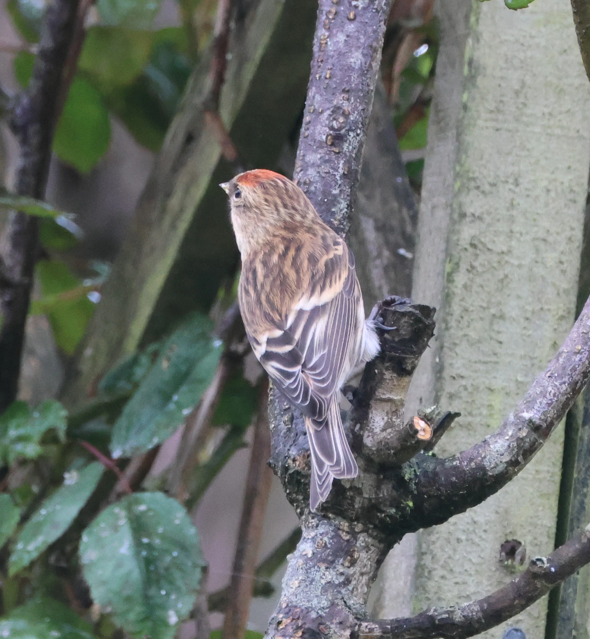 Redpoll in garden, Garden, Totton, New Forest, UK — photo by Adam Prugel-Bennett