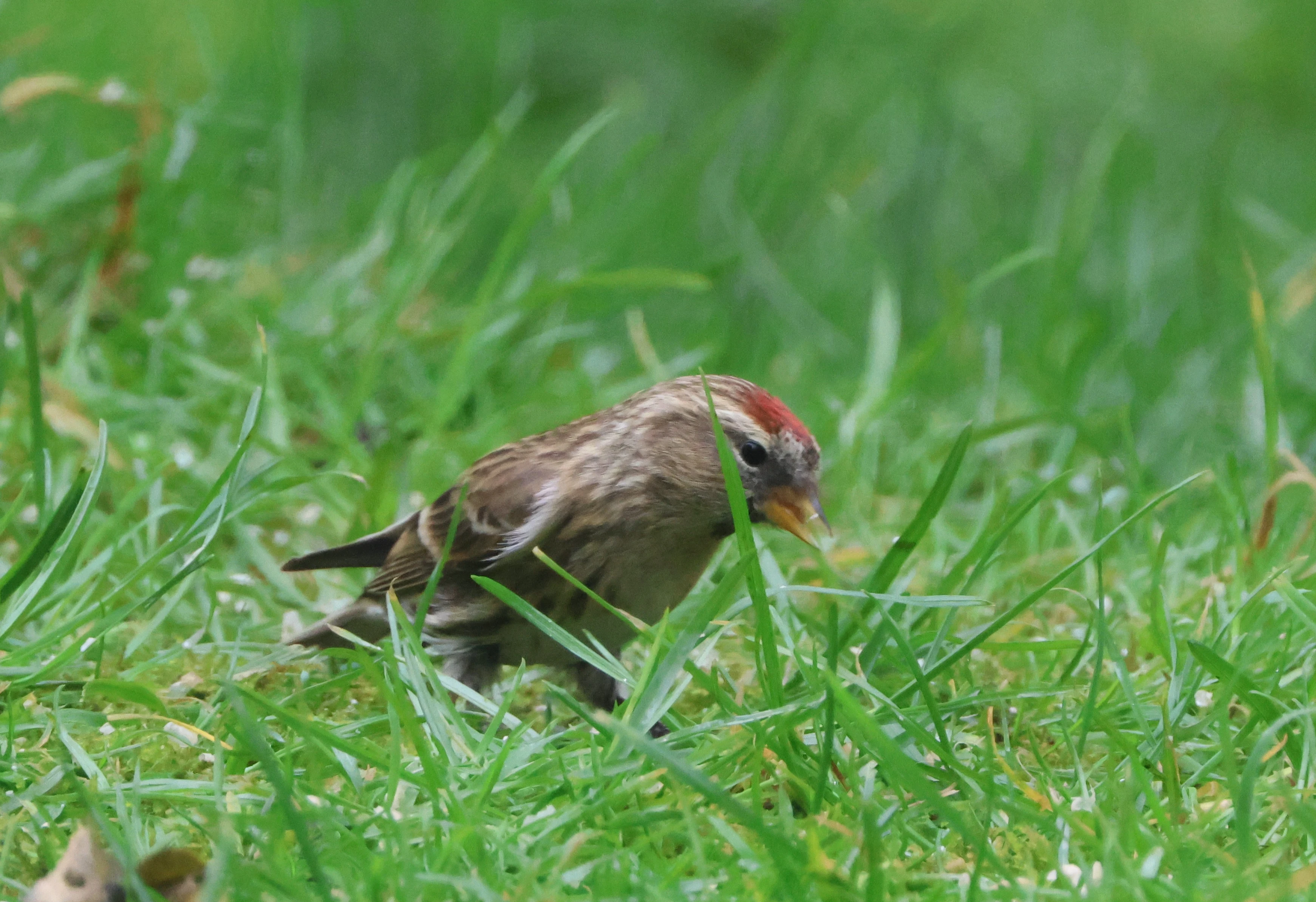 Redpoll in garden, Garden, Totton, New Forest, UK — photo by Adam Prugel-Bennett