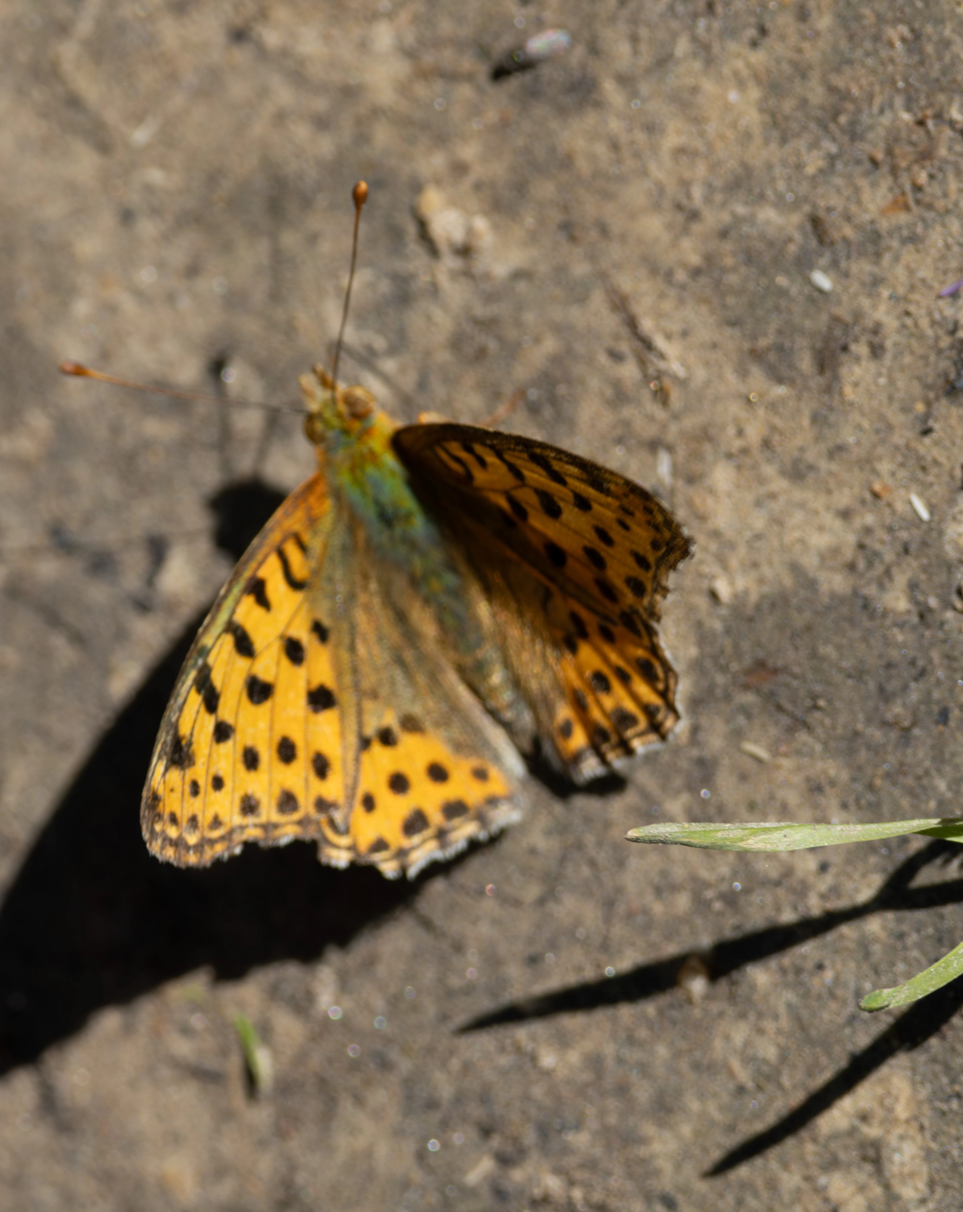 Queen of Spain fritillary, Dobuja, Romania — photo by Adam Prugel-Bennett