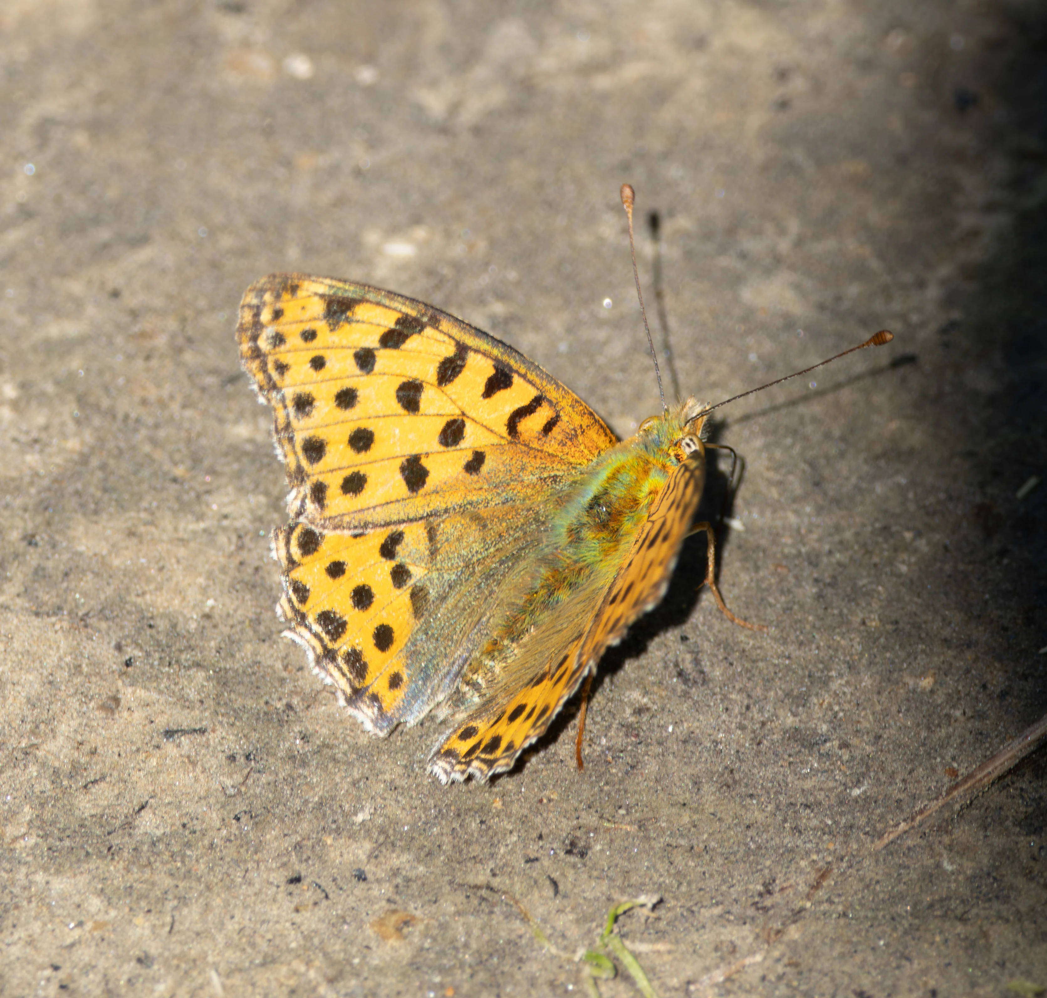 Queen of Spain fritillary, Dobuja, Romania — photo by Adam Prugel-Bennett