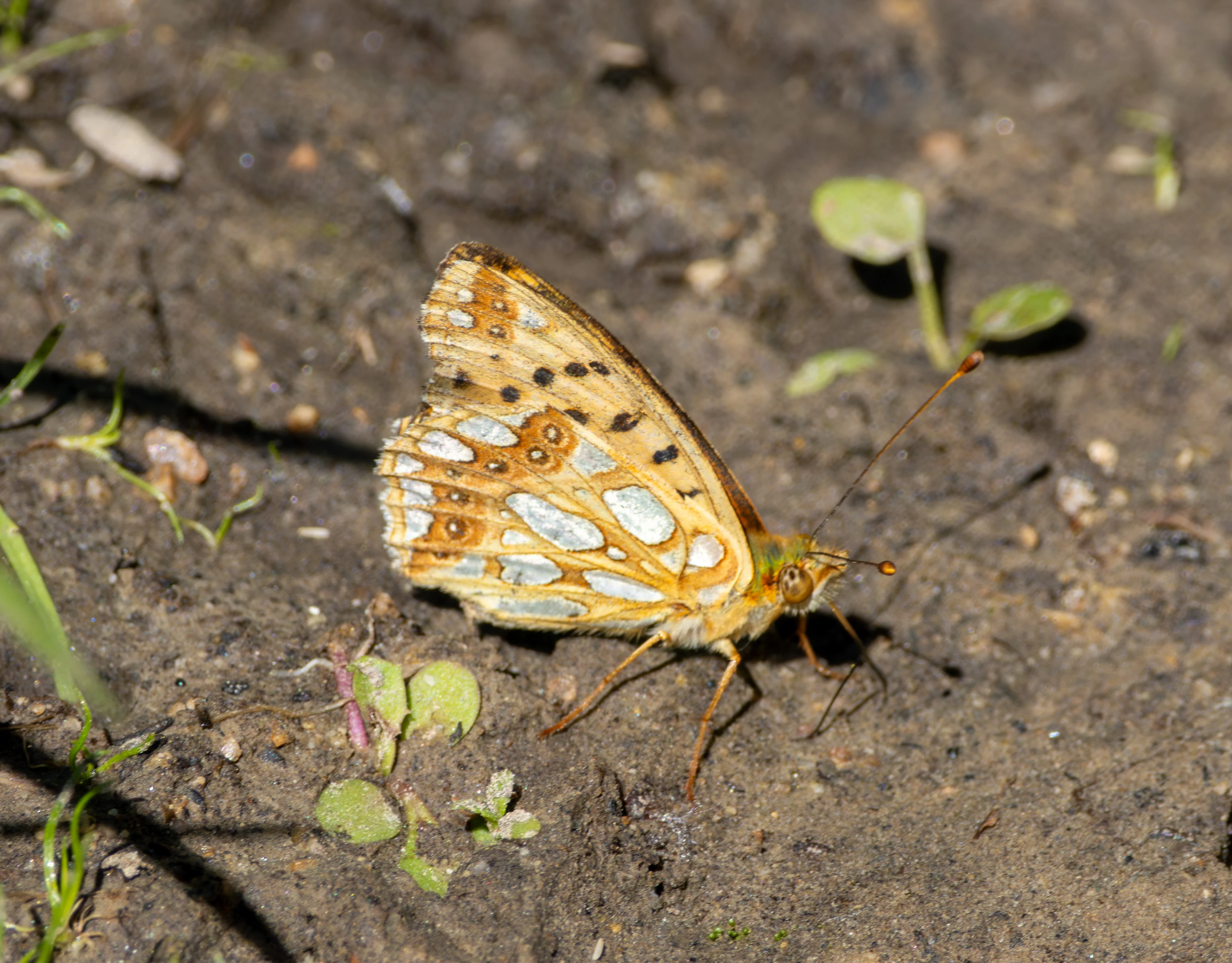 Queen of Spain fritillary, Dobuja, Romania — photo by Adam Prugel-Bennett