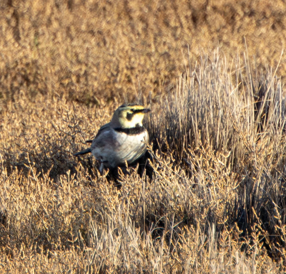 Horned Lark, Flavoland, Netherlands — photo by Adam Prugel-Bennett