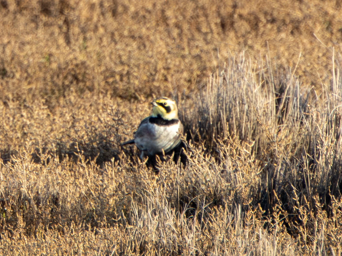 Horned Lark, Flavoland, Netherlands — photo by Adam Prugel-Bennett
