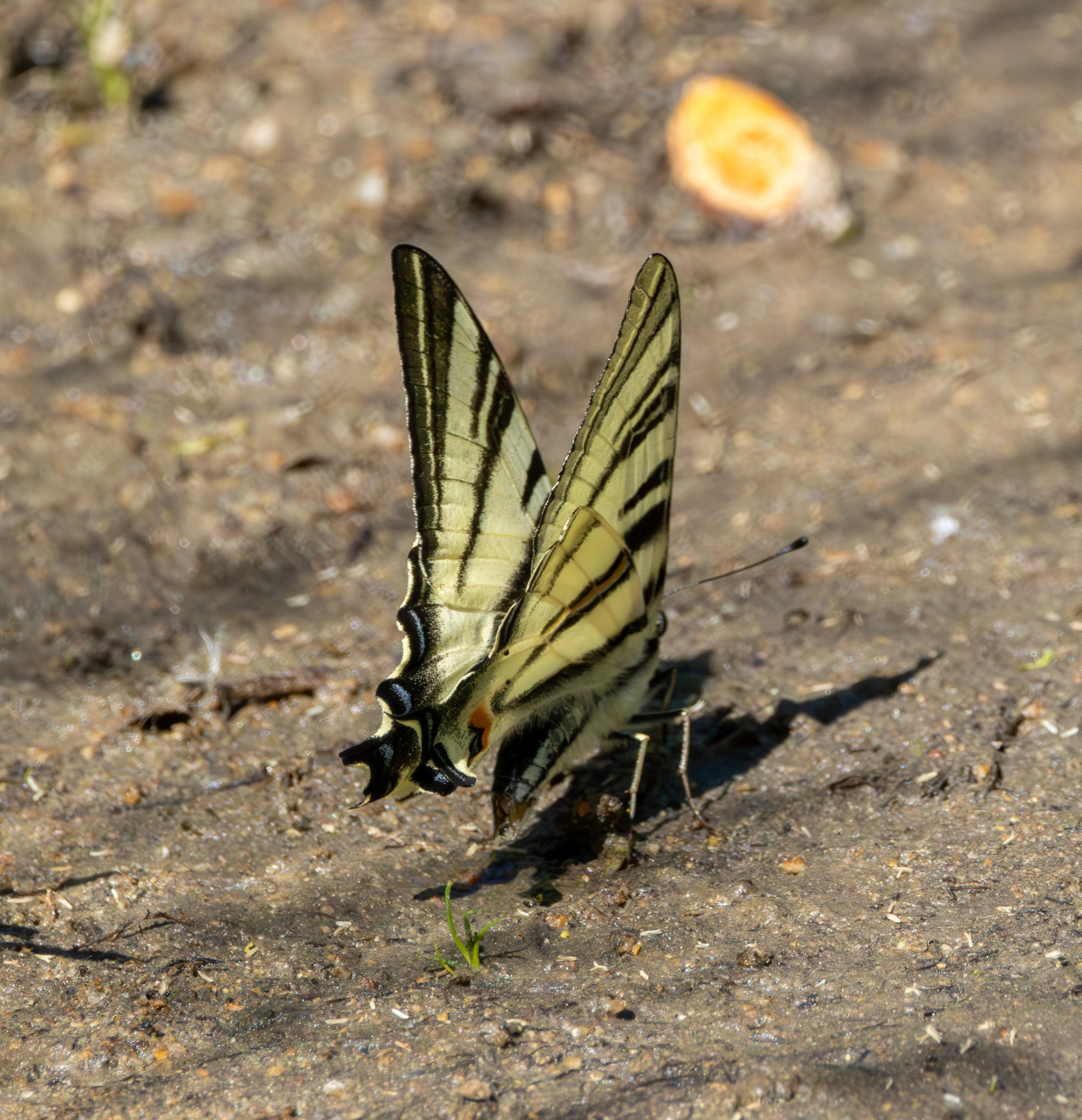 Scarce Swallowtail butterfly, Dobuja, Romania — photo by Adam Prugel-Bennett