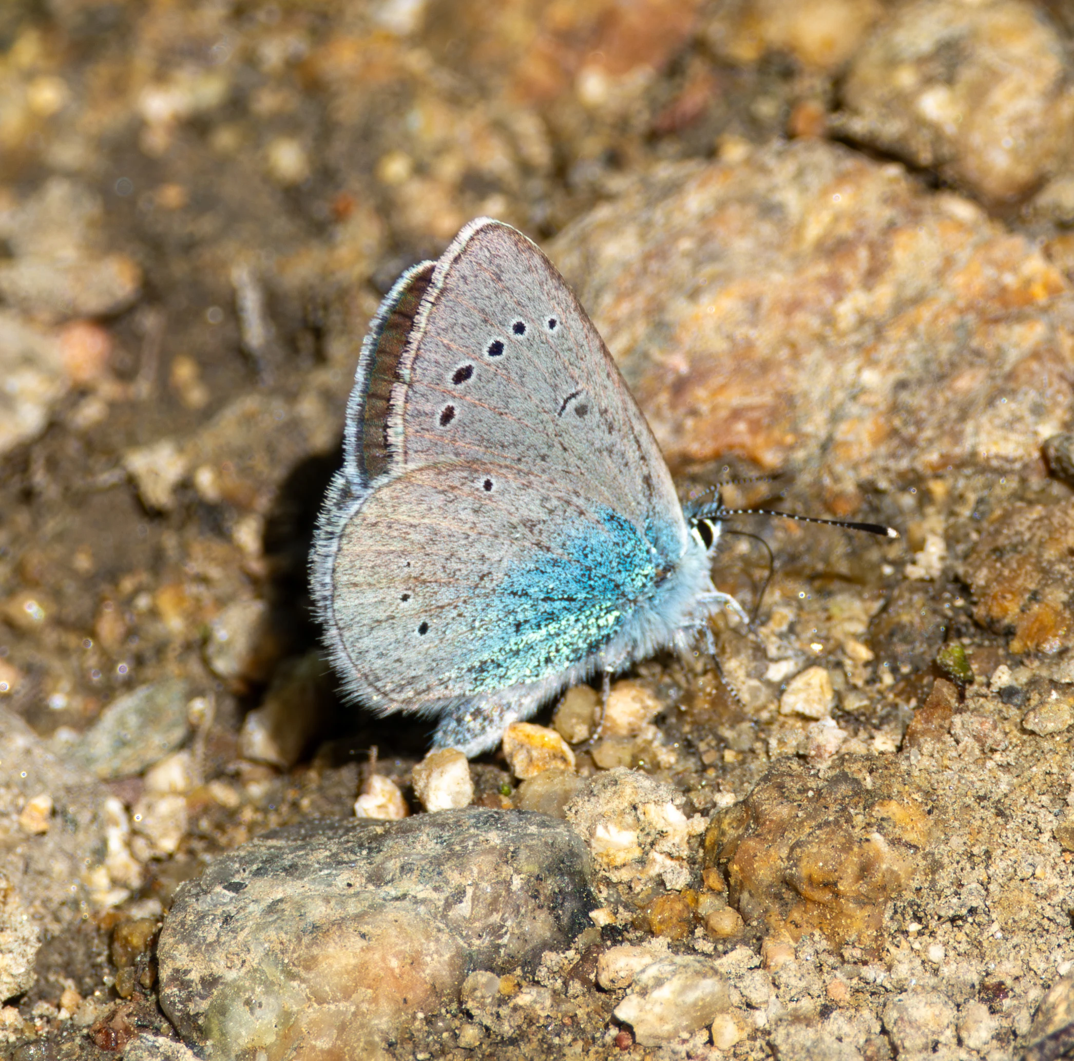 Blue butterfly, Dobuja, Romania — photo by Adam Prugel-Bennett