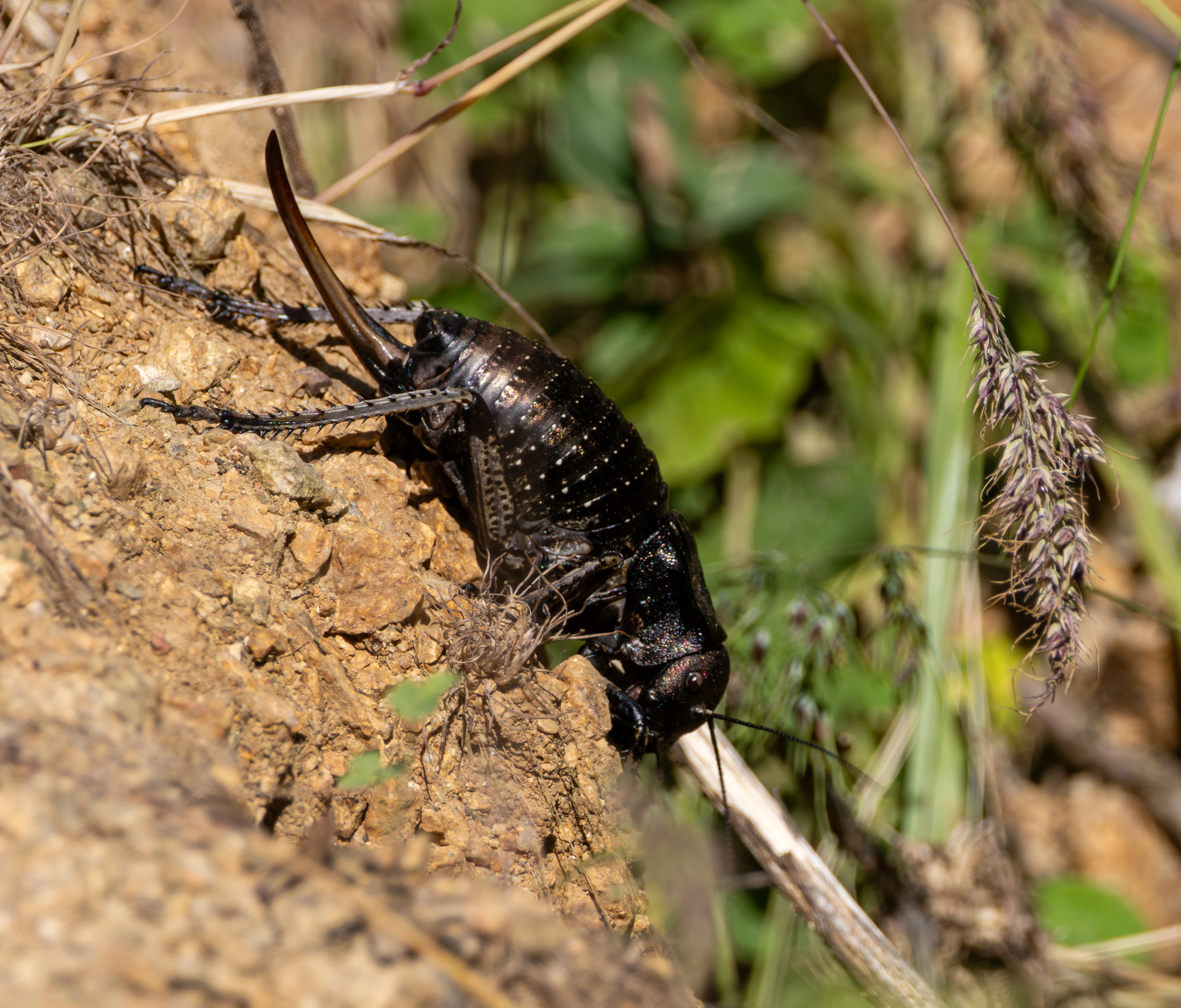 Bronze Glandular Bush Cricket, Dobuja, Romania — photo by Adam Prugel-Bennett