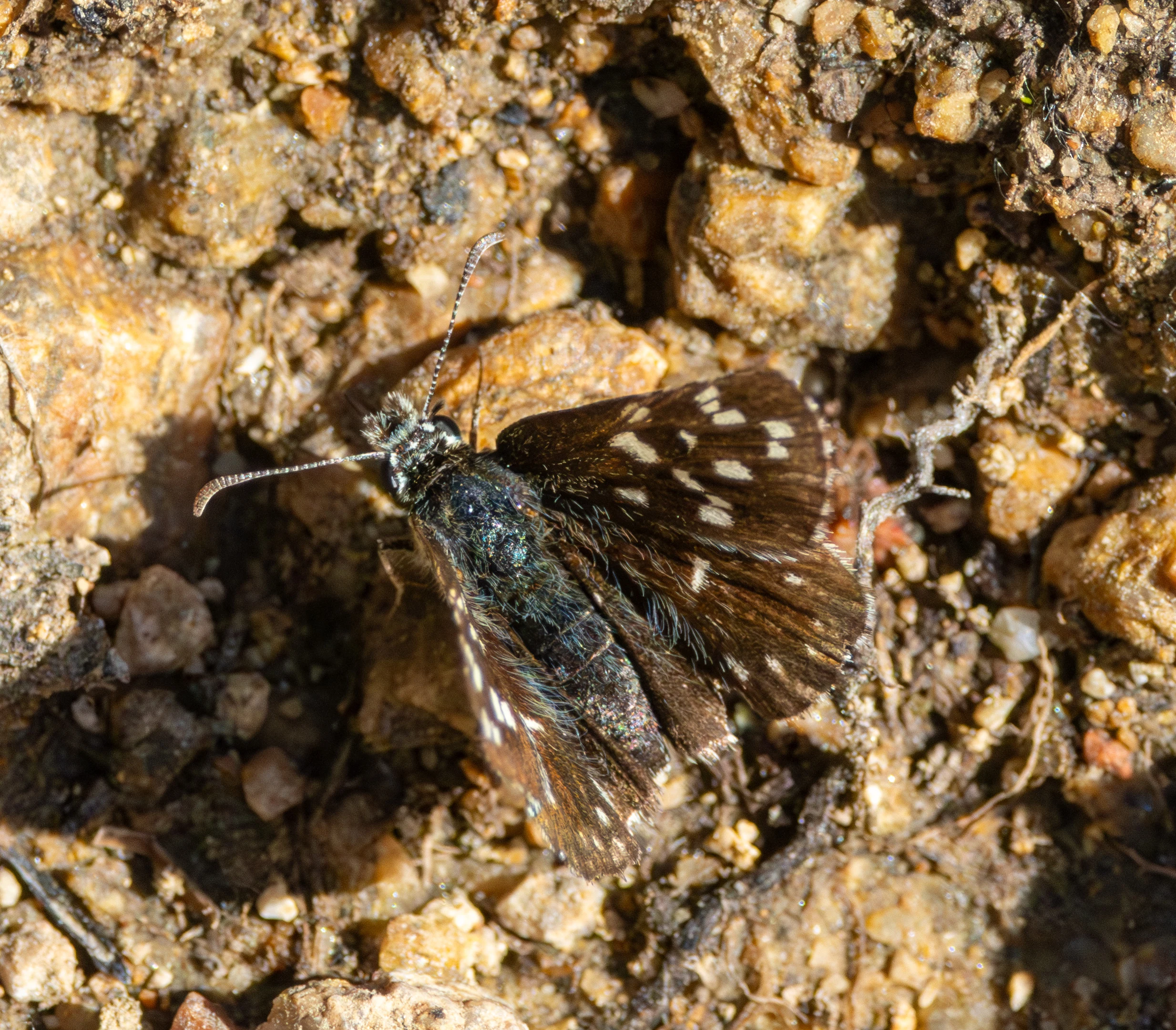 Grizzled Skipper butterfly, Dobuja, Romania — photo by Adam Prugel-Bennett