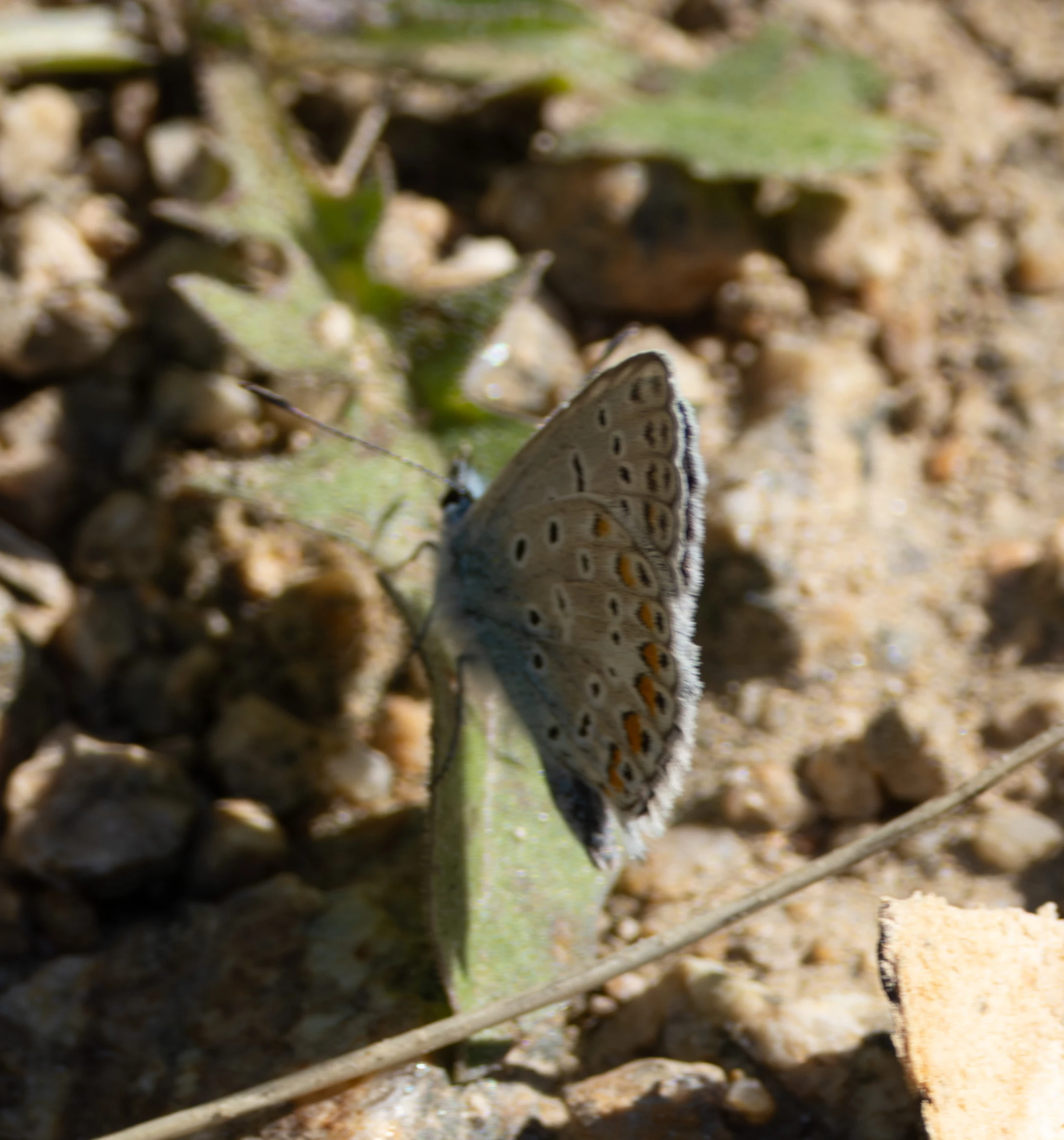 Common Blue butterfly, Dobuja, Romania — photo by Adam Prugel-Bennett