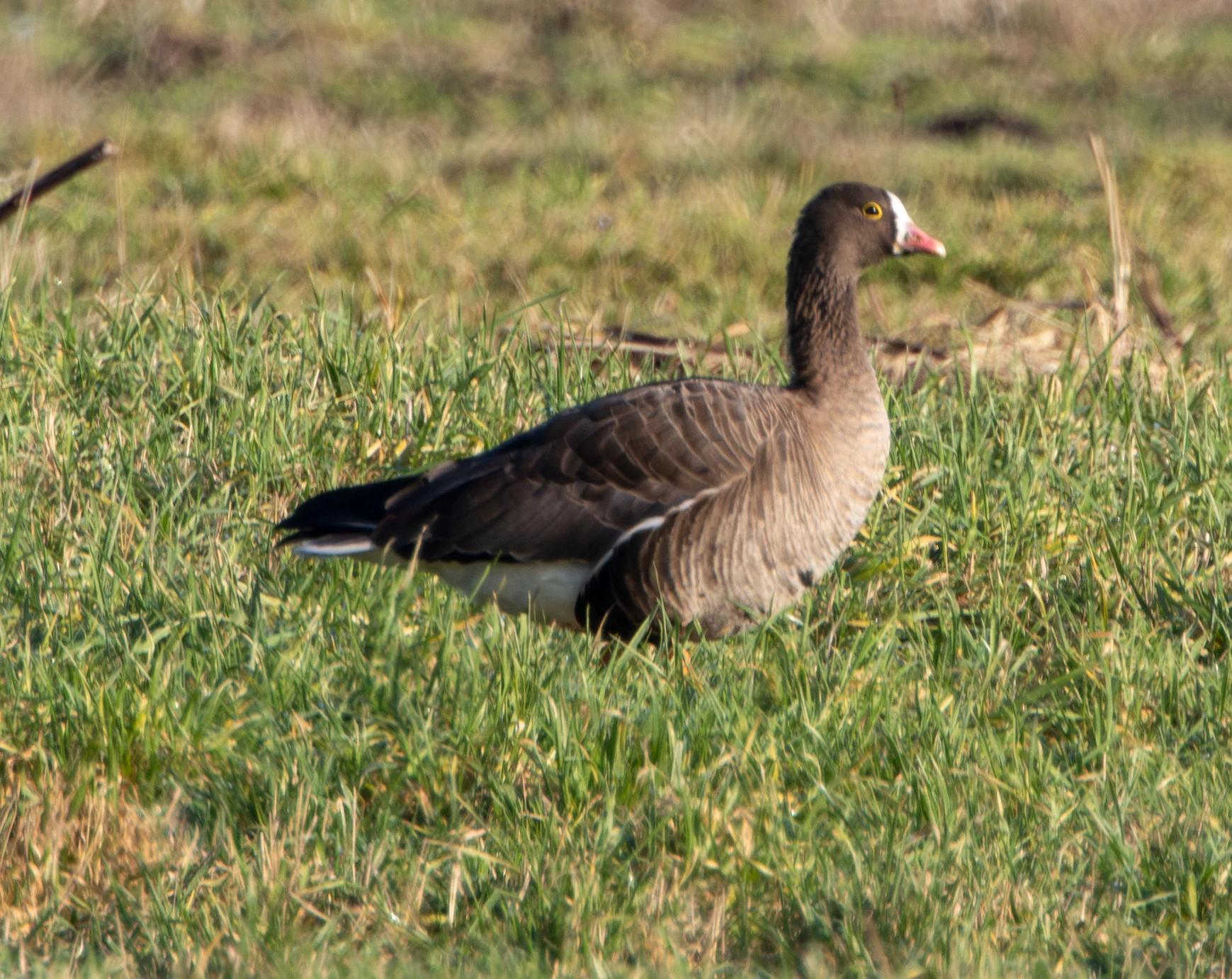 Lesser White-fronted Goose, Flavoland, Netherlands — photo by Adam Prugel-Bennett