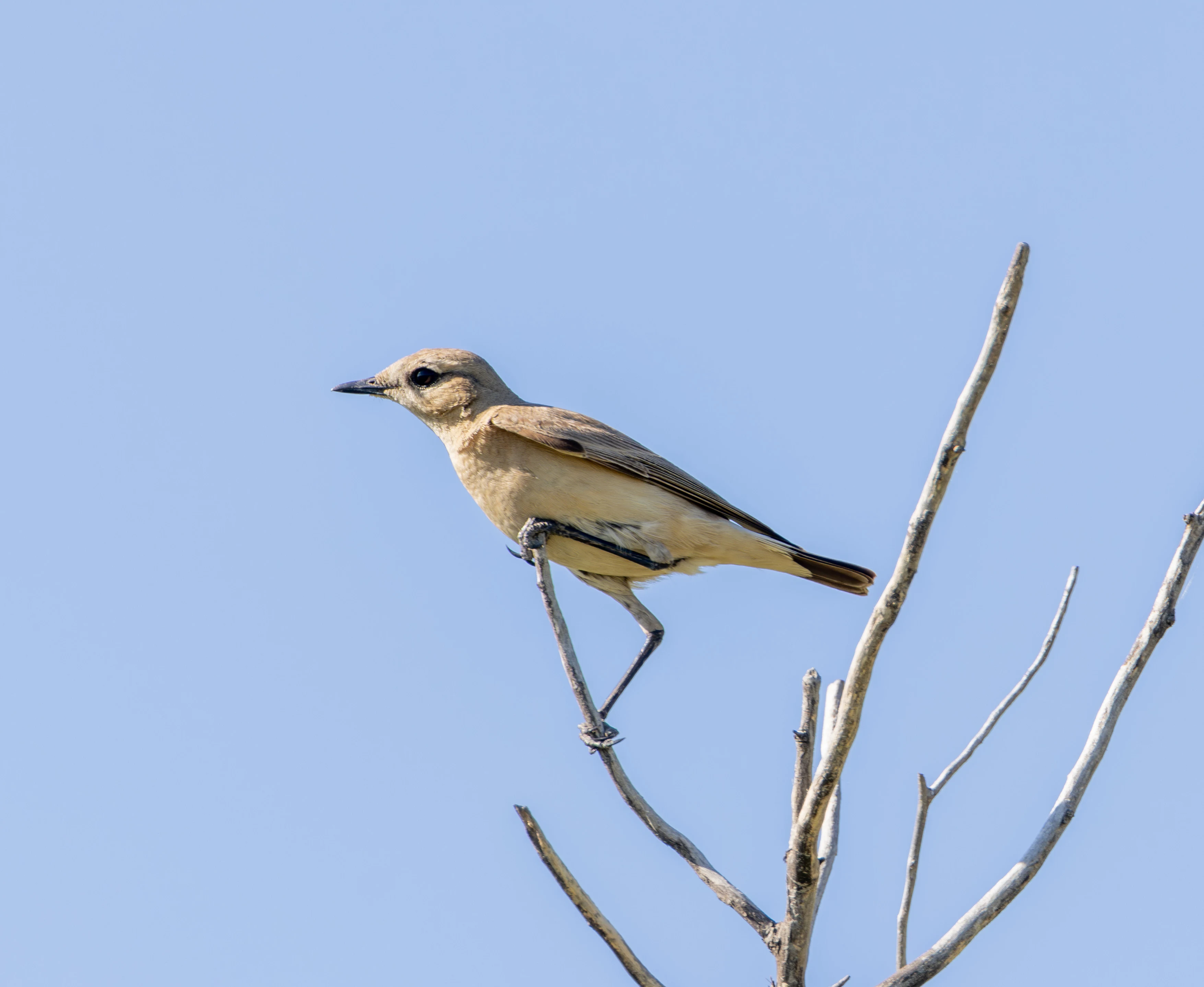 Isabelline Wheatear, Dobuja, Romania — photo by Adam Prugel-Bennett