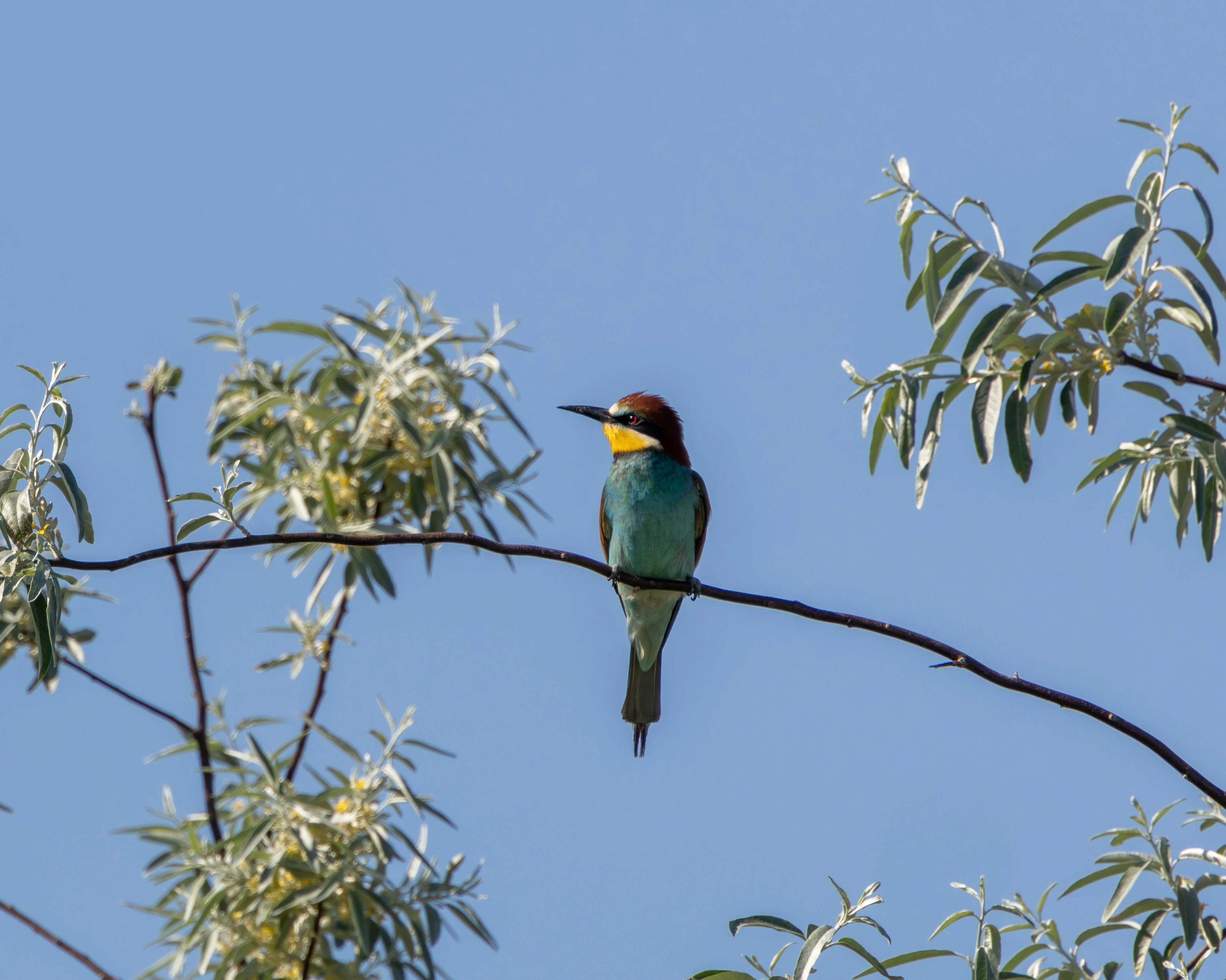 European Bee-eater, Dobruja, Romania — photo by Adam Prugel-Bennett