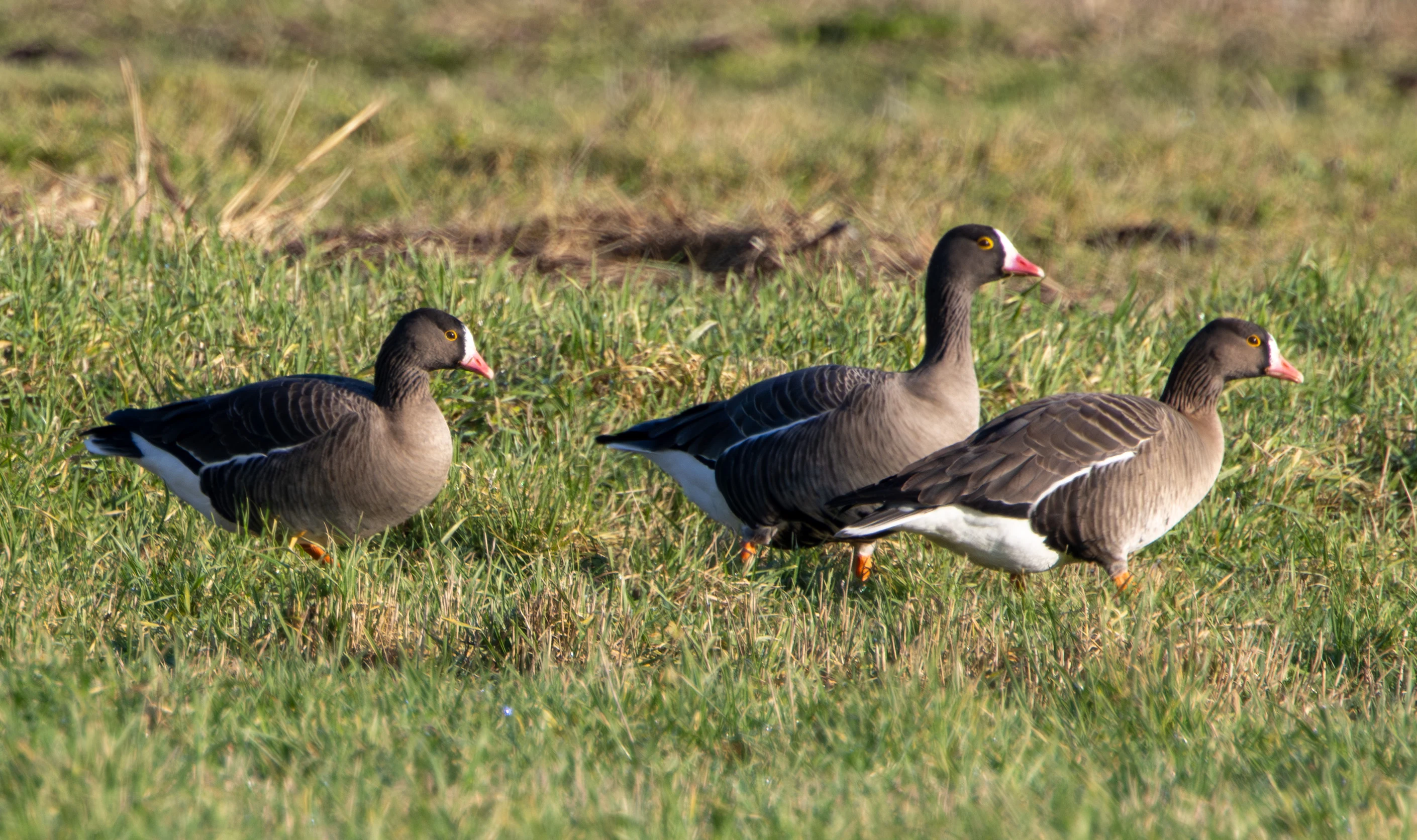 Lesser White-fronted Geese, Flavoland, Netherlands — photo by Adam Prugel-Bennett