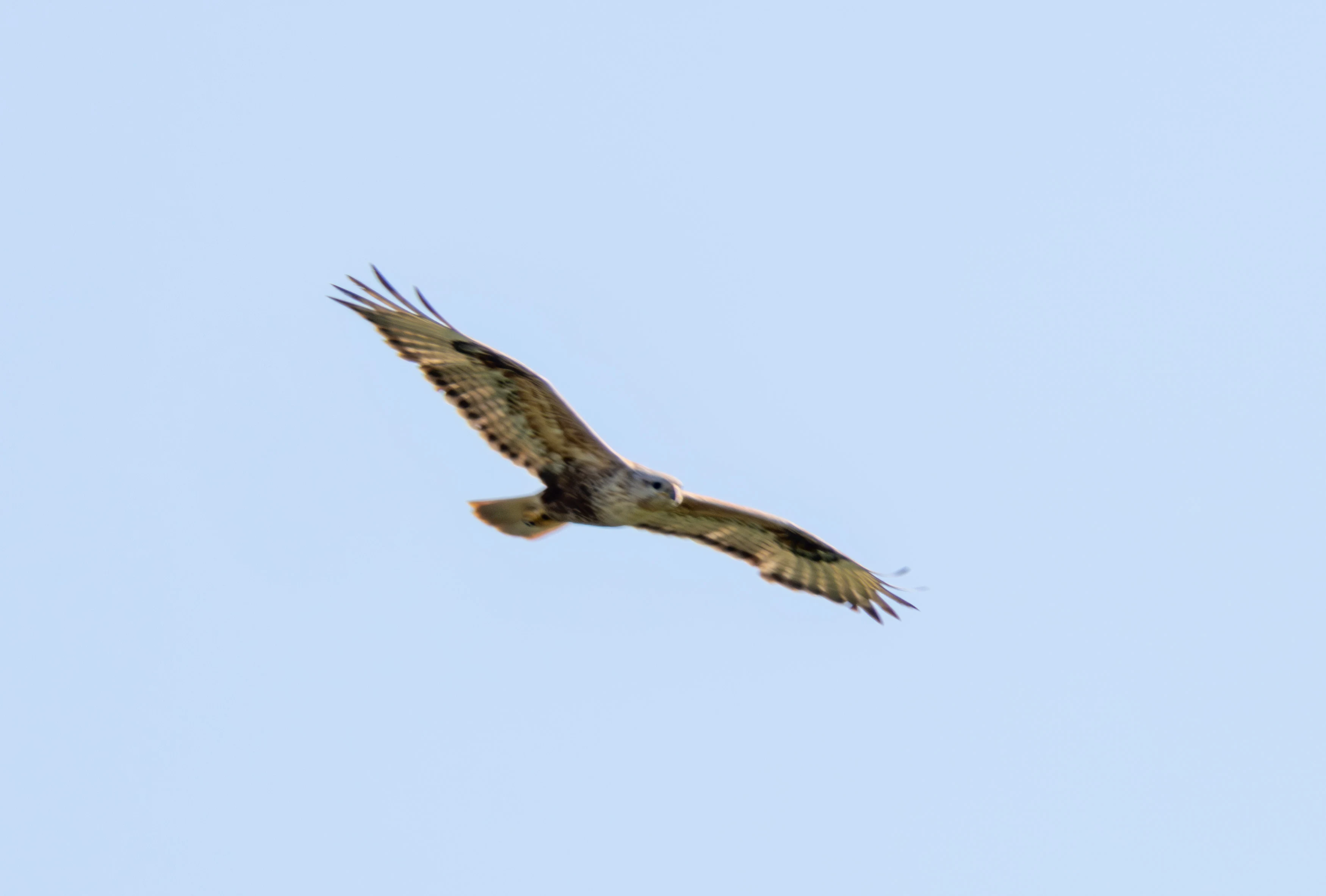 Long-legged Buzzard, Dobruja, Romania — photo by Adam Prugel-Bennett