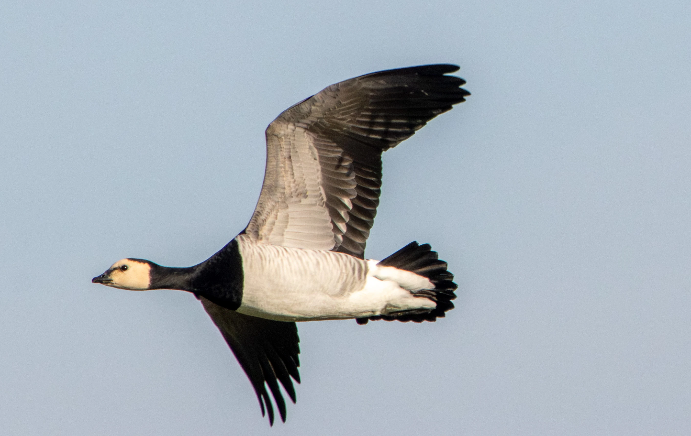Barnacle Goose, Flavoland, Netherlands — photo by Adam Prugel-Bennett