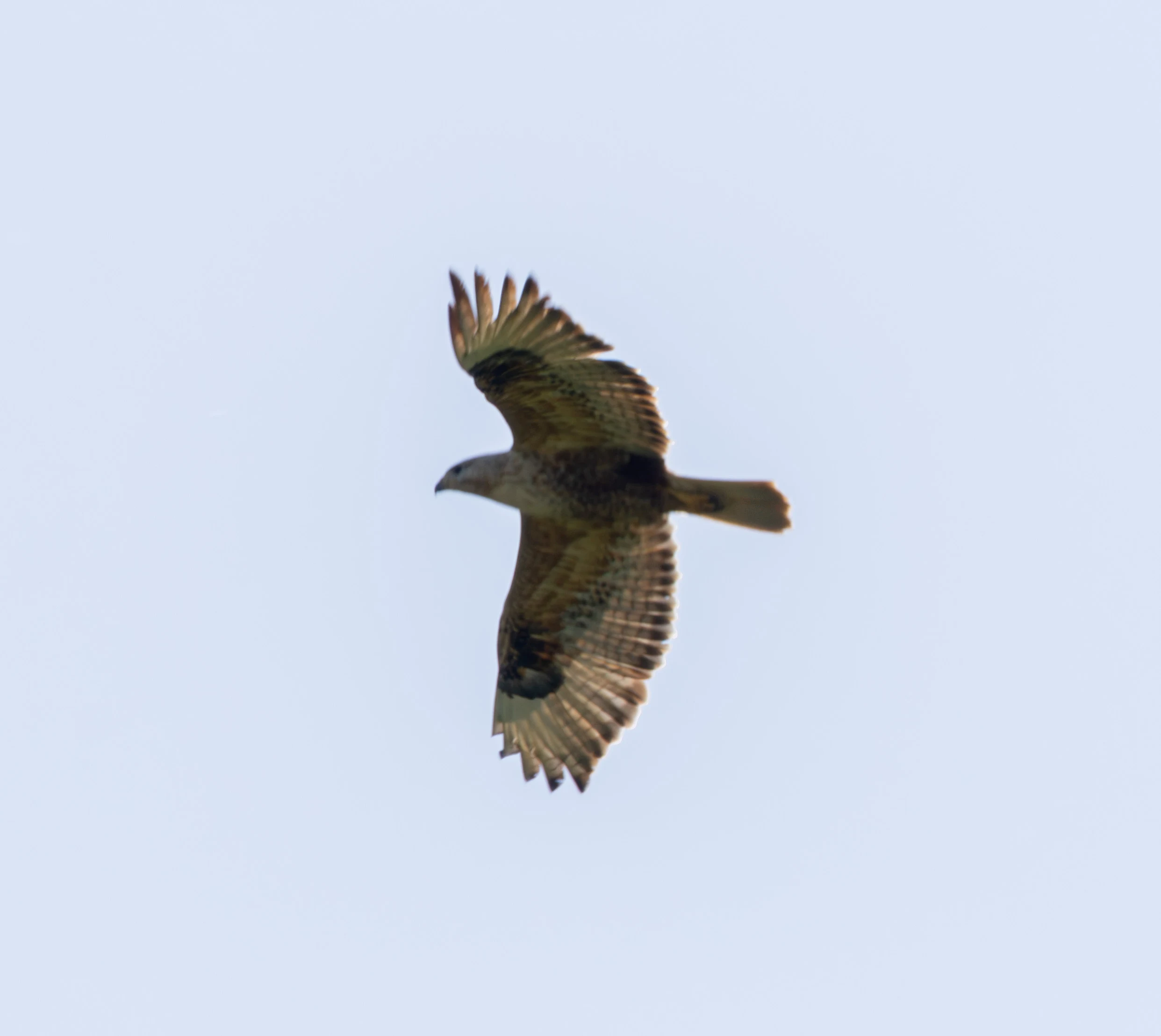 Long-legged Buzzard, Dobruja, Romania — photo by Adam Prugel-Bennett