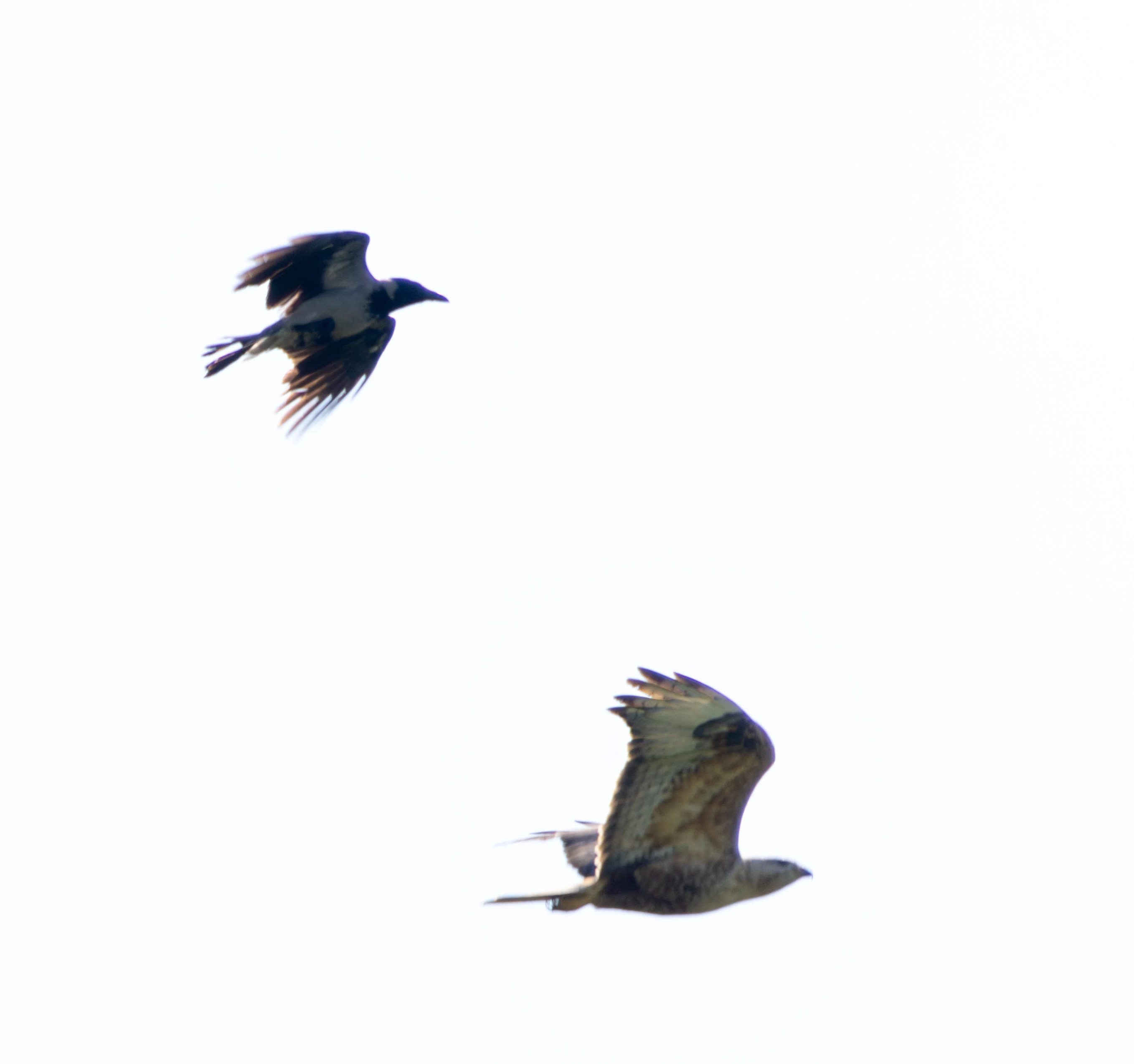 Hooded Crow and Long-legged Buzzard in flight, Dobruja, Romania — photo by Adam Prugel-Bennett