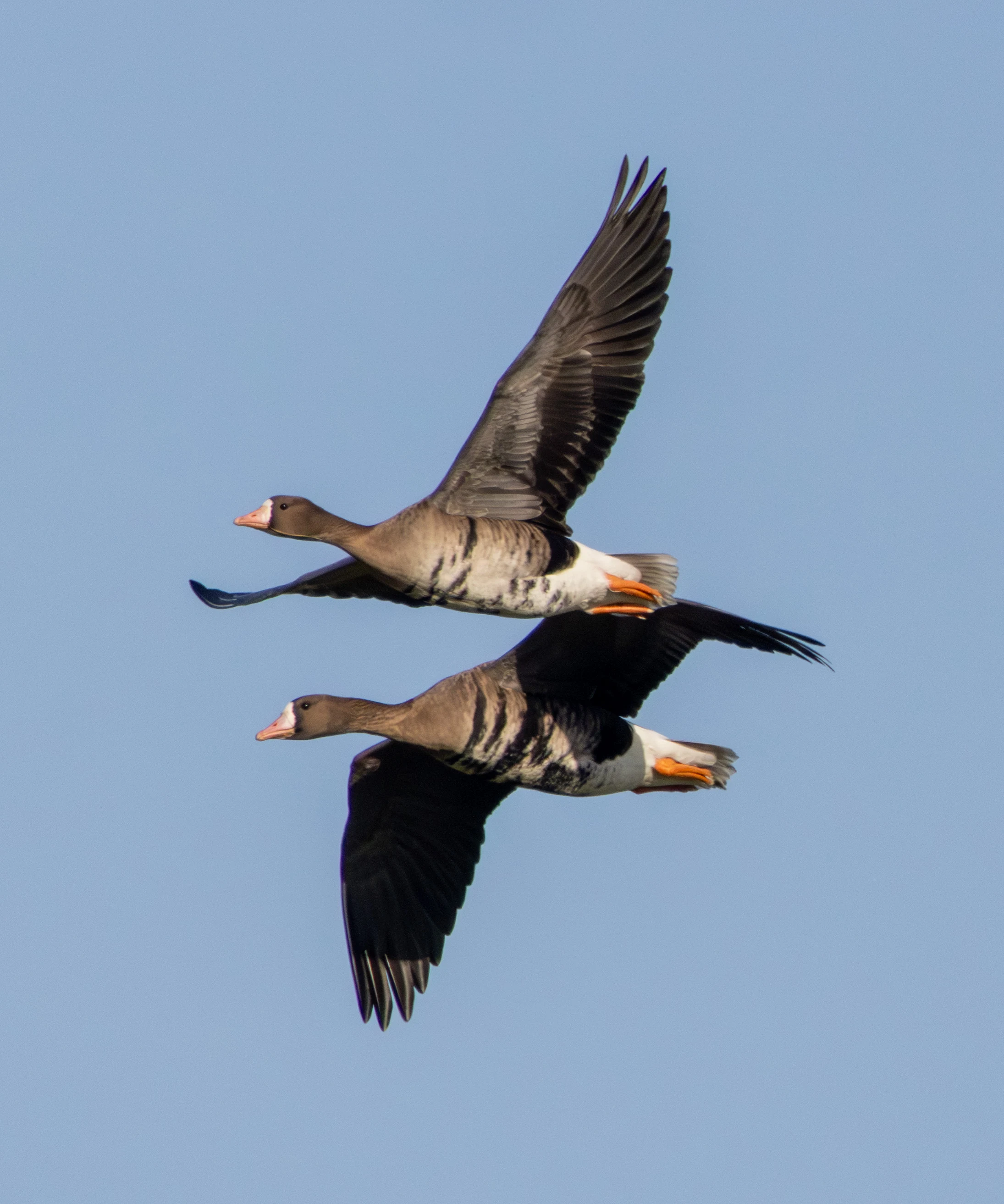 White-fronted Geese, Flavoland, Netherlands — photo by Adam Prugel-Bennett