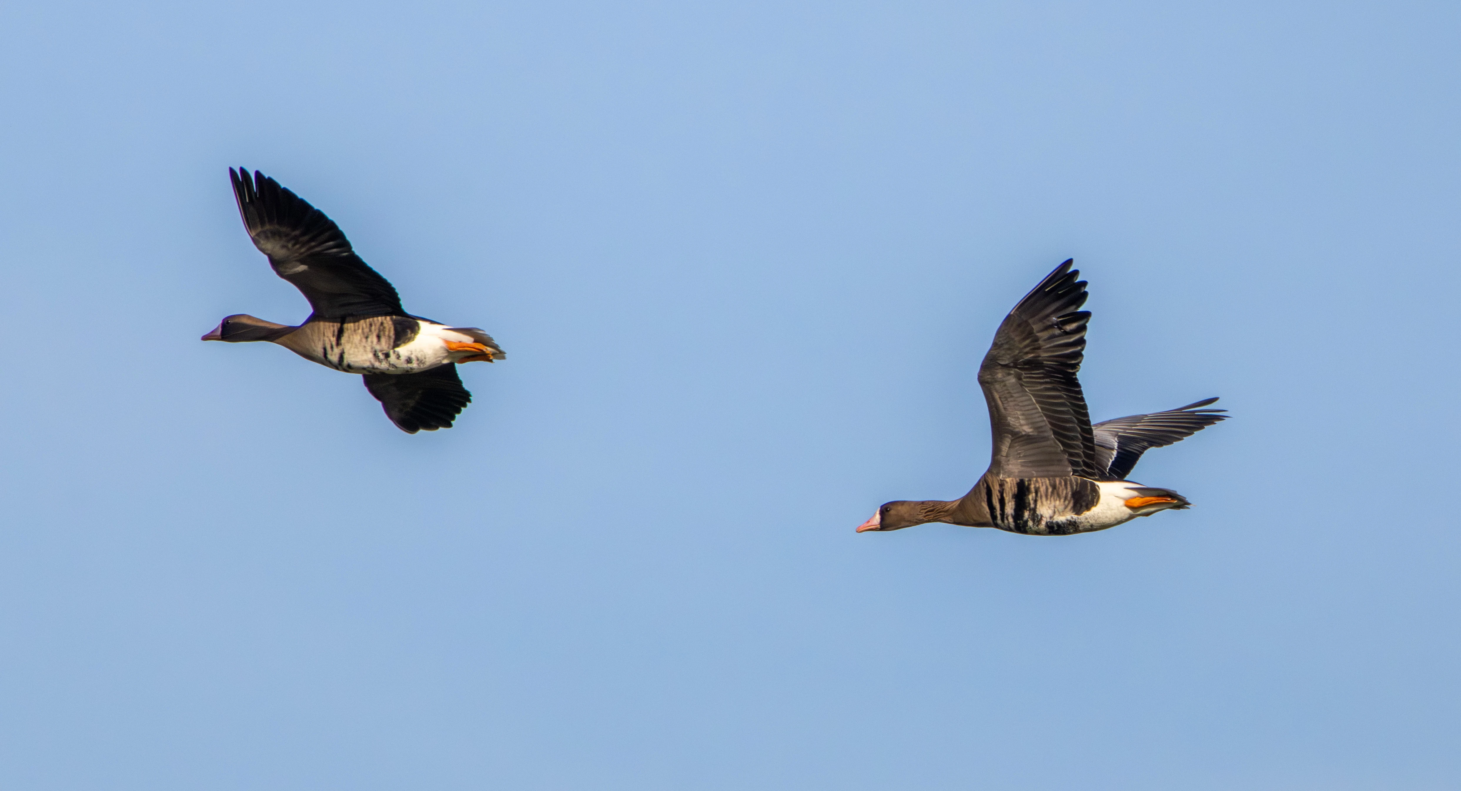 Greater White-fronted Geese, Flavoland, Netherlands — photo by Adam Prugel-Bennett