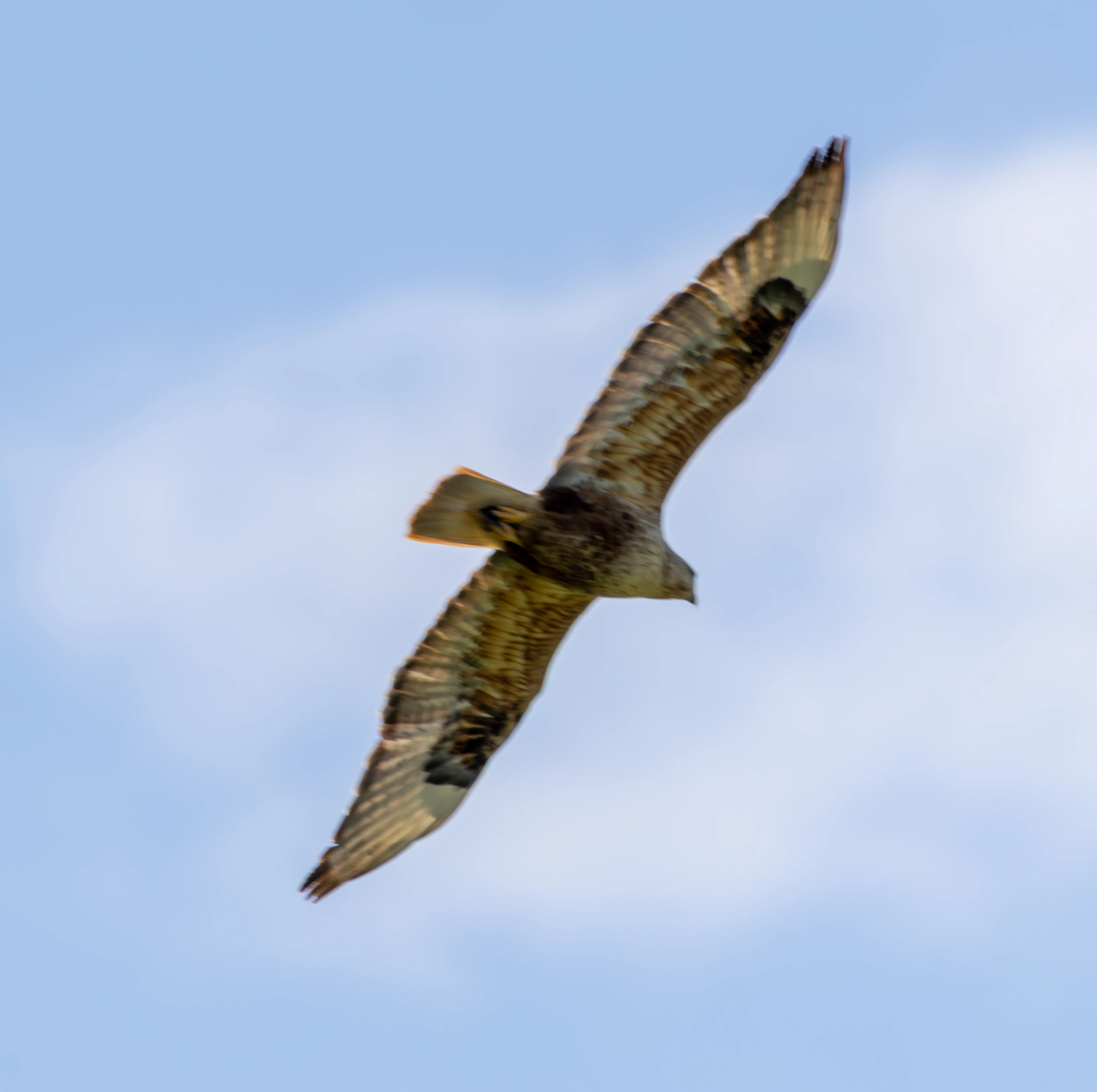 Long-legged Buzzard, Dobruja, Romania — photo by Adam Prugel-Bennett