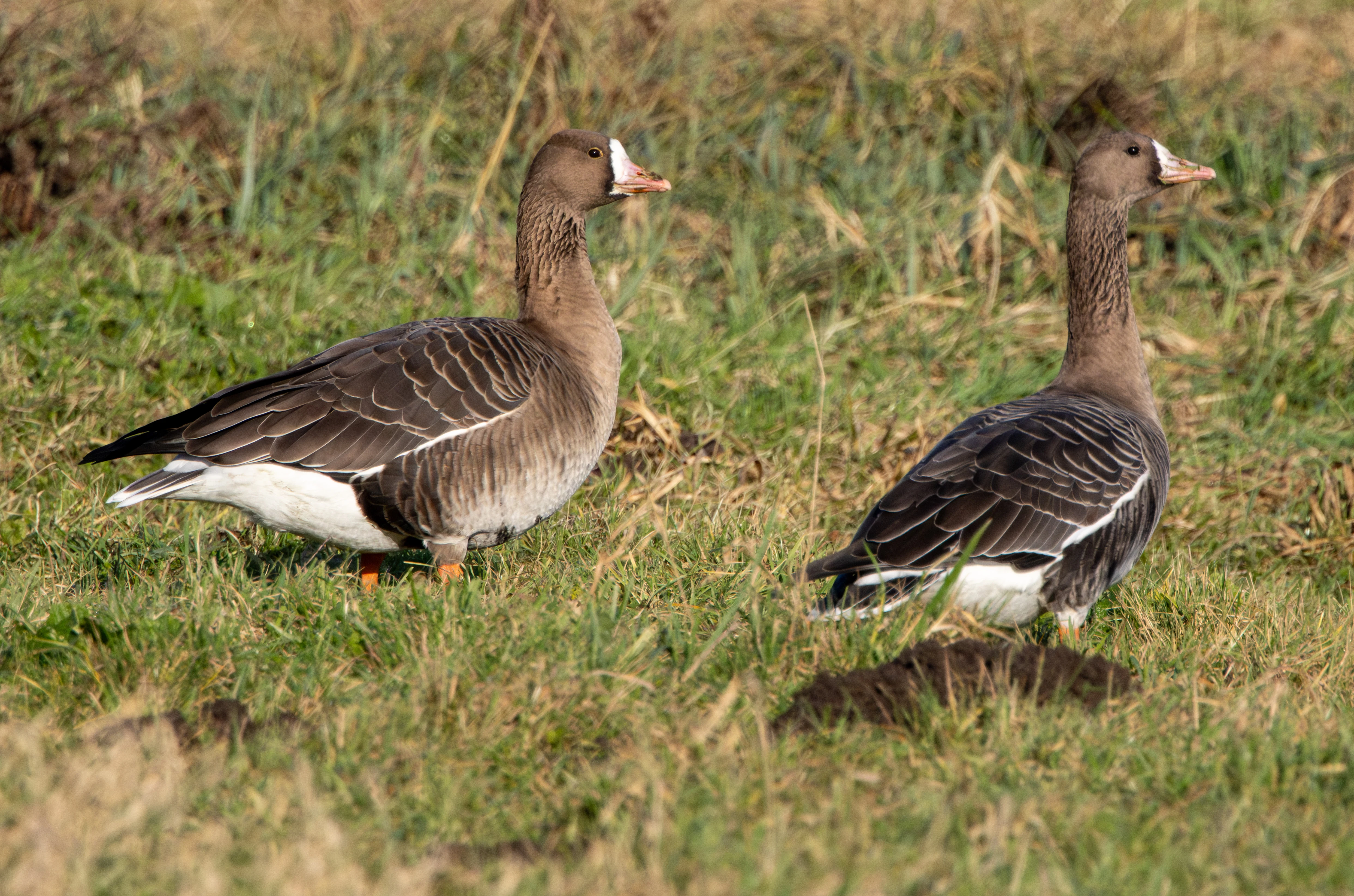 Lesser and Greater White-fronted Geese, Flavoland, Netherlands — photo by Adam Prugel-Bennett