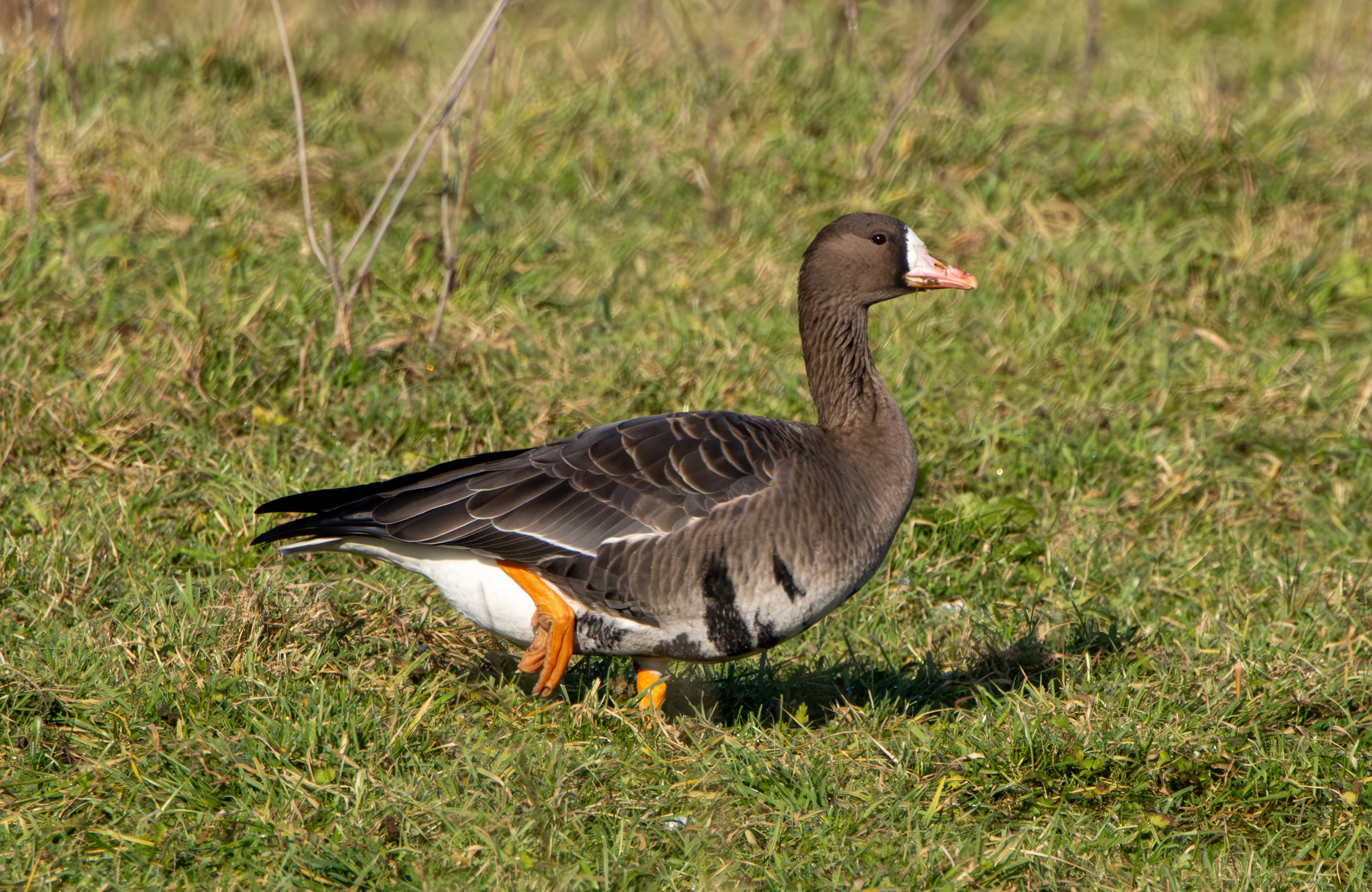 Greater White-fronted Goose, Flavoland, Netherlands — photo by Adam Prugel-Bennett
