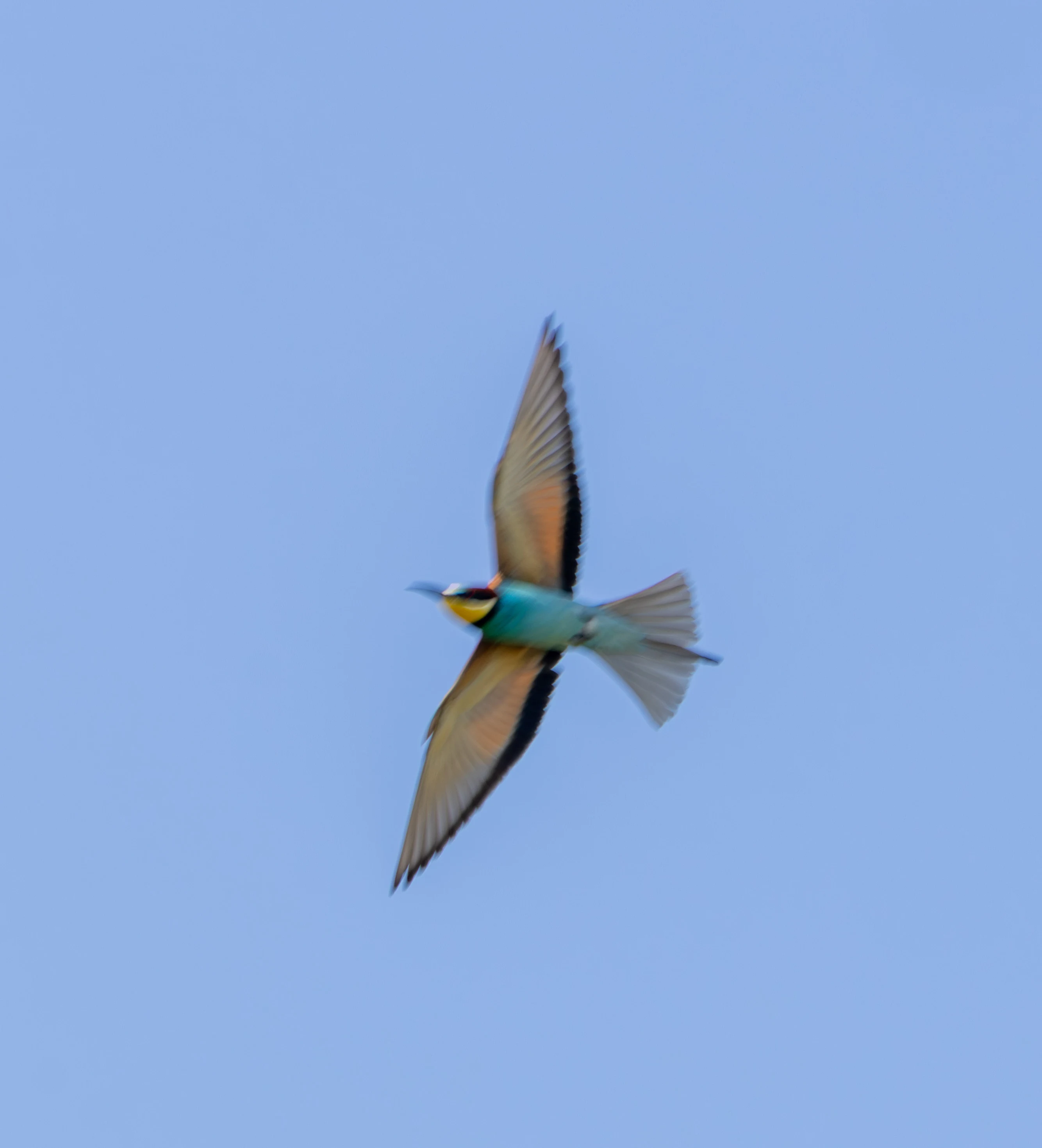 European Bee-eater in flight, Dobruja, Romania — photo by Adam Prugel-Bennett