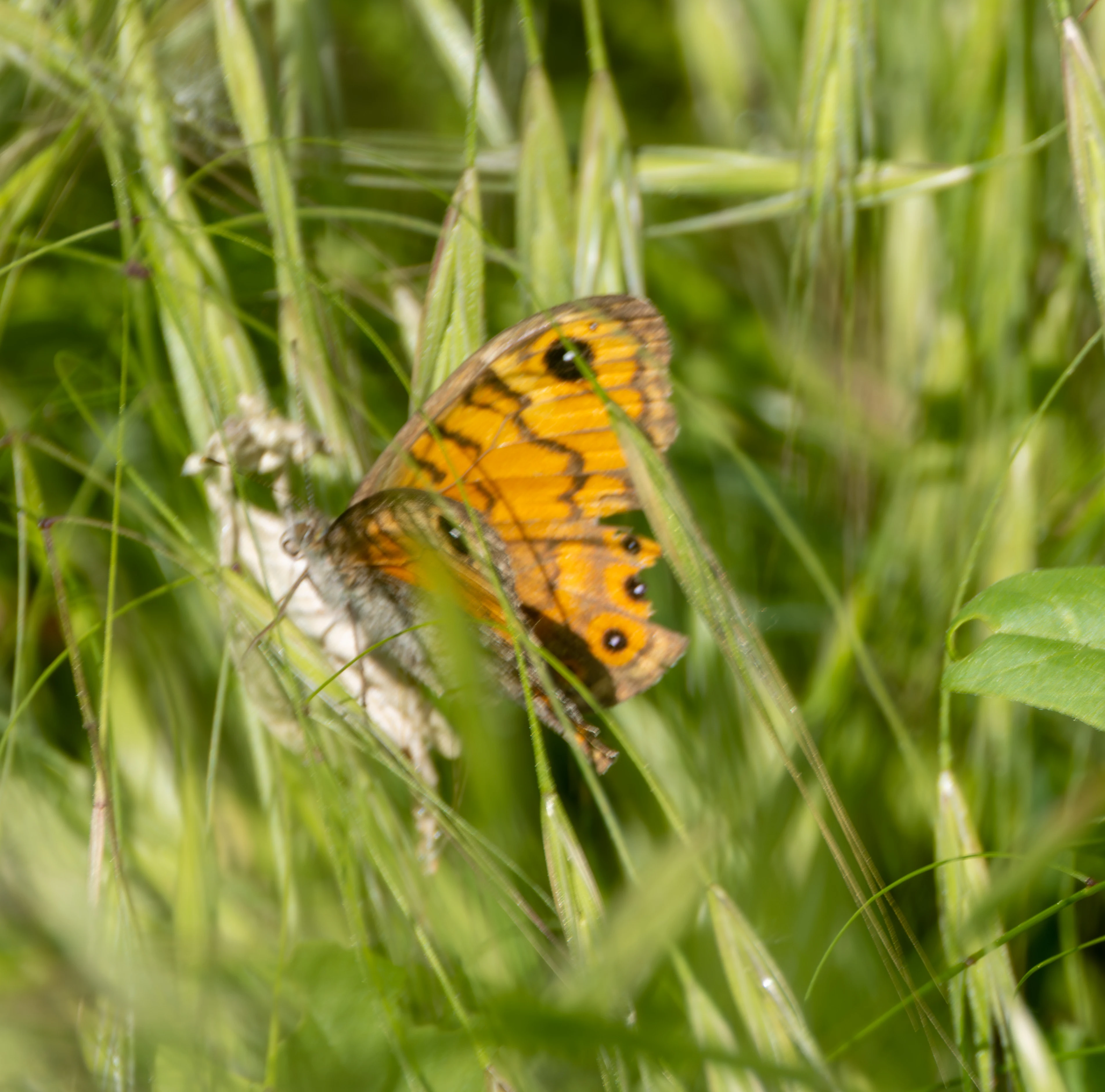 Wall Brown butterfly, Dobruja, Romania — photo by Adam Prugel-Bennett