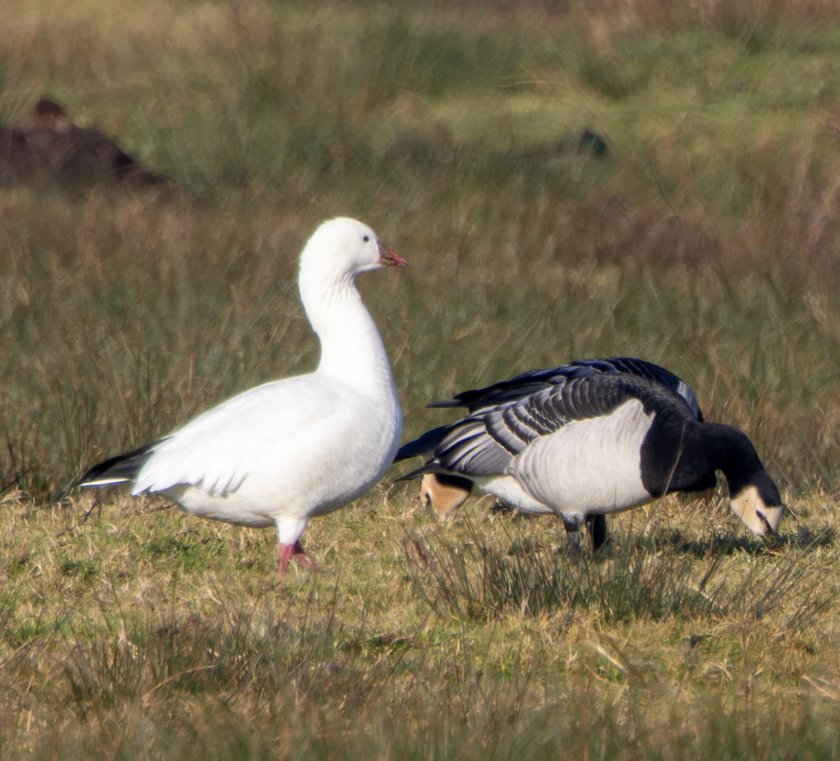 Ross's Goose and Barnacle Goose, Flavoland, Netherlands — photo by Adam Prugel-Bennett