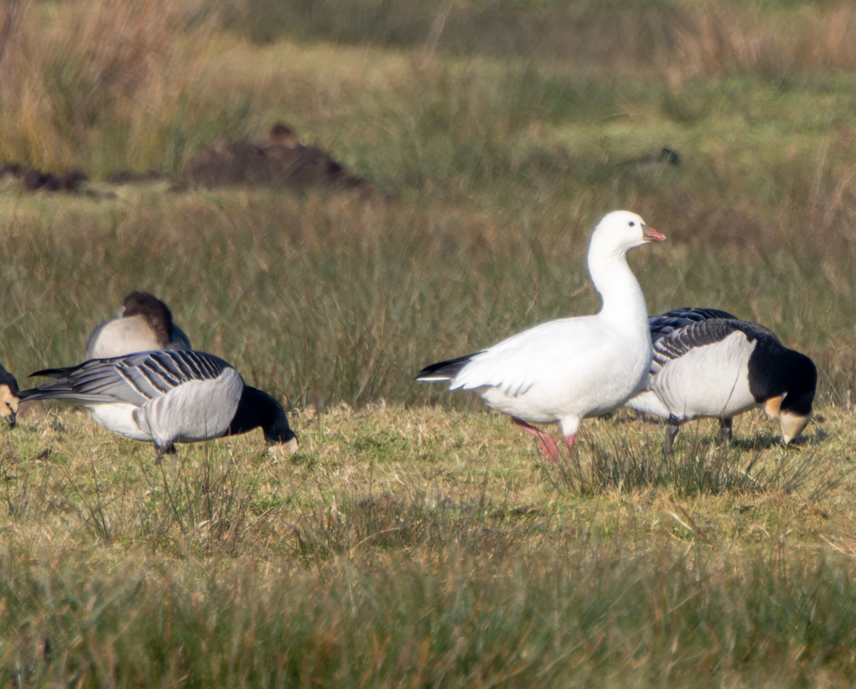 Ross's Goose and Barnacle Geese, Flavoland, Netherlands — photo by Adam Prugel-Bennett