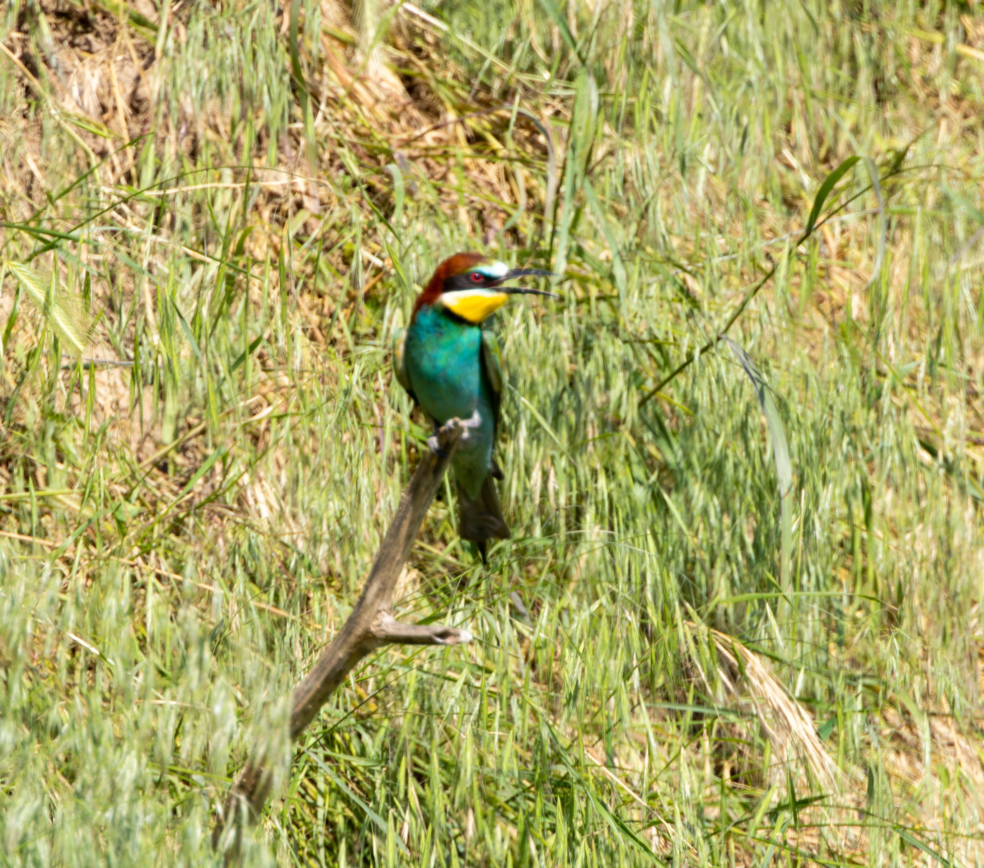 European Bee-eater, Dobruja, Romania — photo by Adam Prugel-Bennett