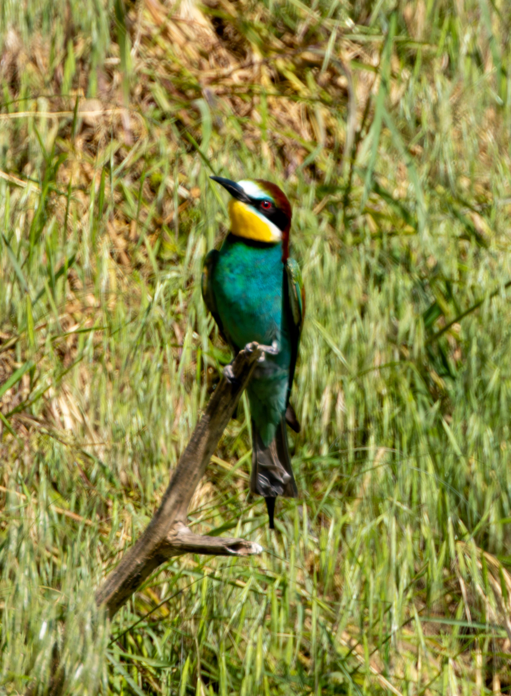European Bee-eater, Dobruja, Romania — photo by Adam Prugel-Bennett