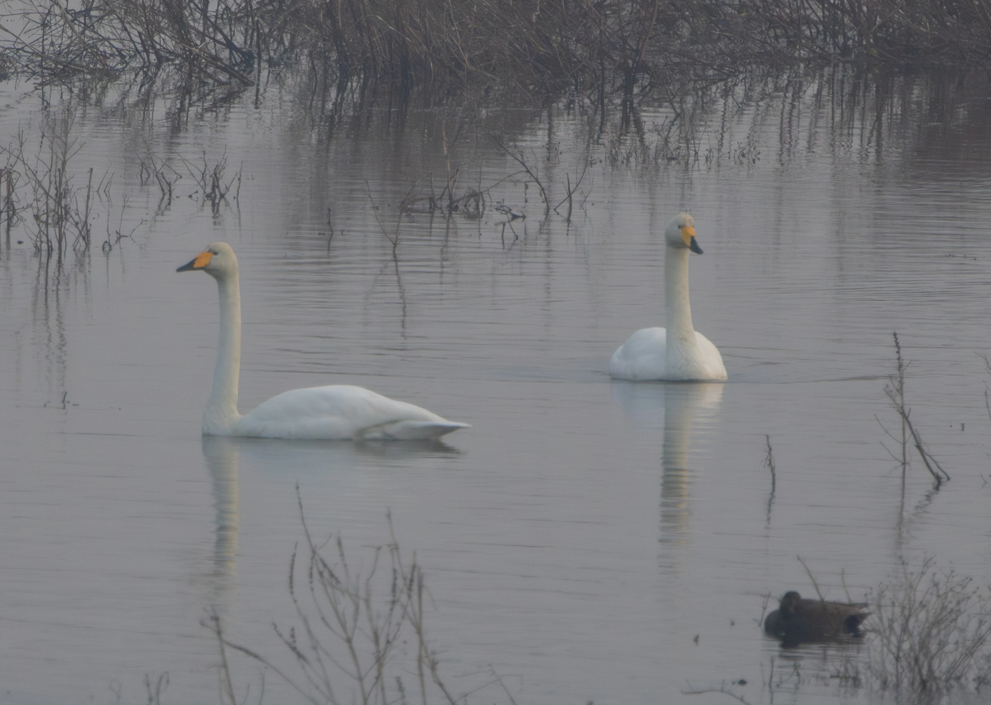 Whooper Swans and Eurasian Coot, Oostvaardersplassen, Flavoland, Netherlands — photo by Adam Prugel-Bennett