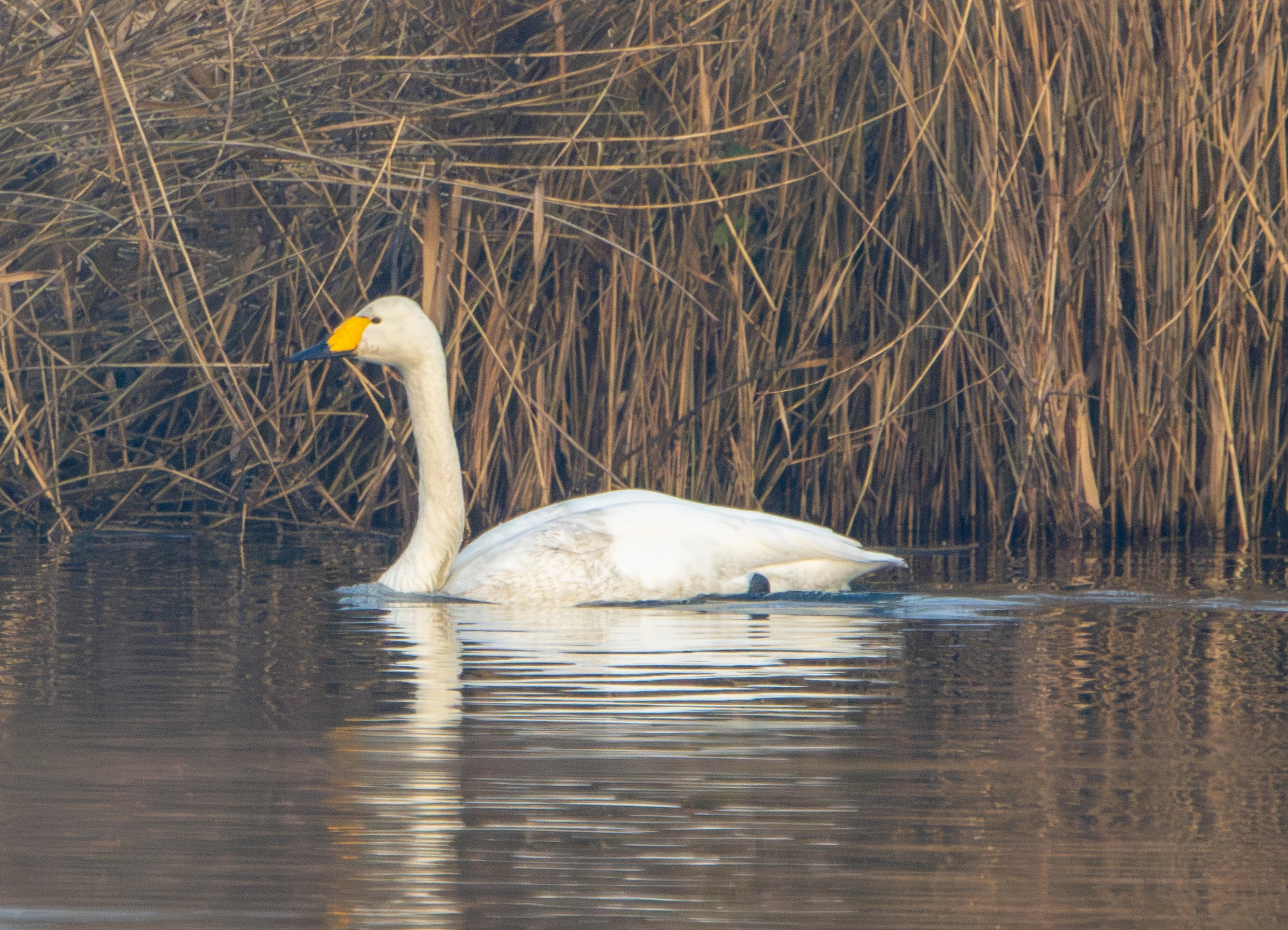 Whooper Swan, Flavoland, Netherlands — photo by Adam Prugel-Bennett
