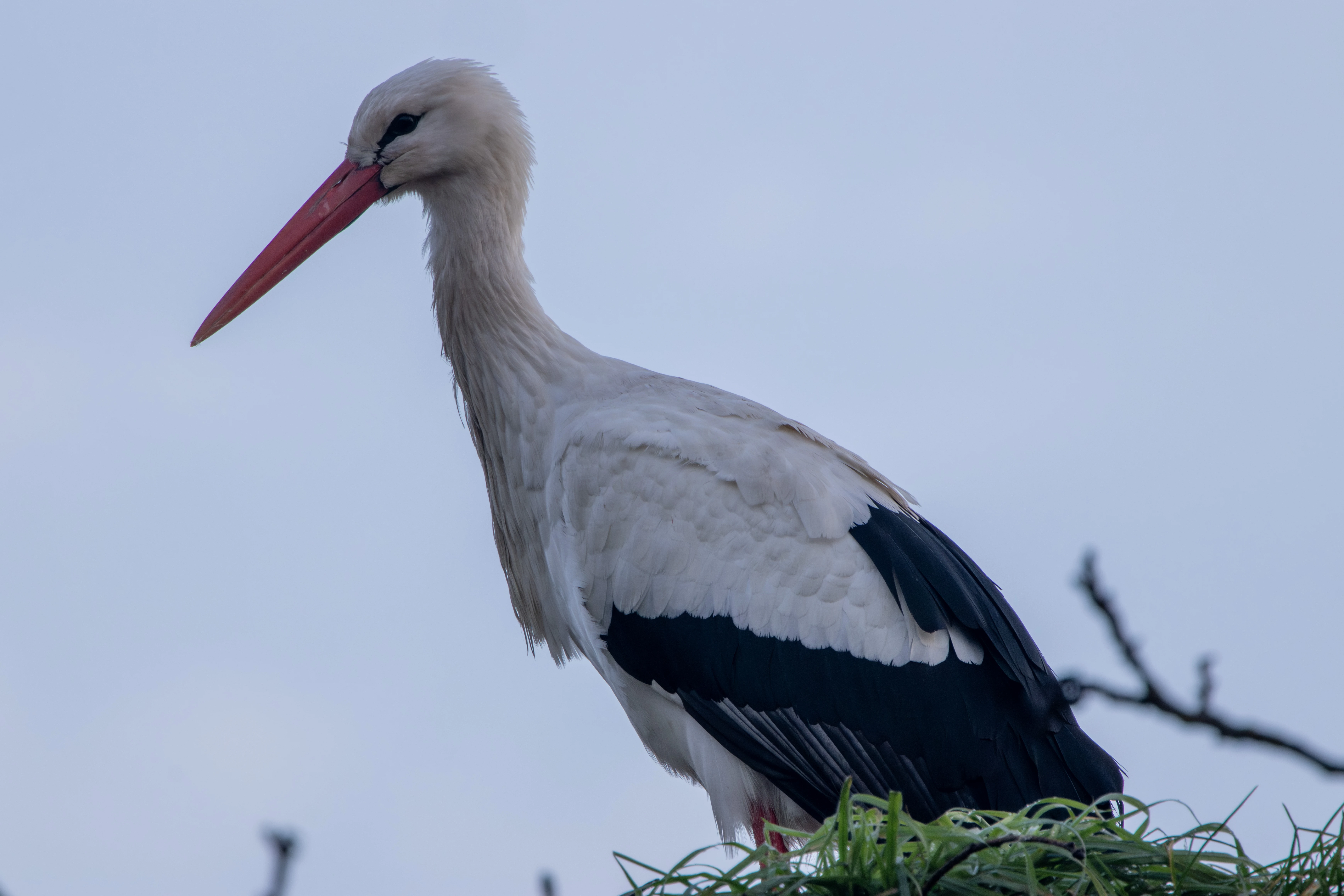White Stork, Flavoland, Netherlands — photo by Adam Prugel-Bennett