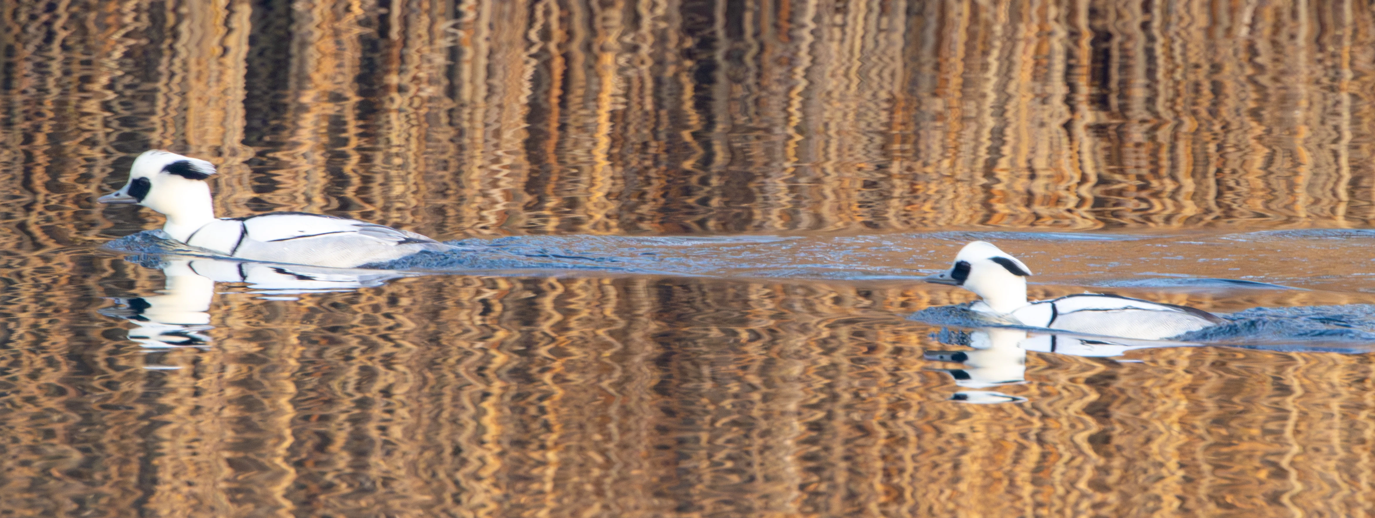 Smew, Flavoland, Netherlands — photo by Adam Prugel-Bennett
