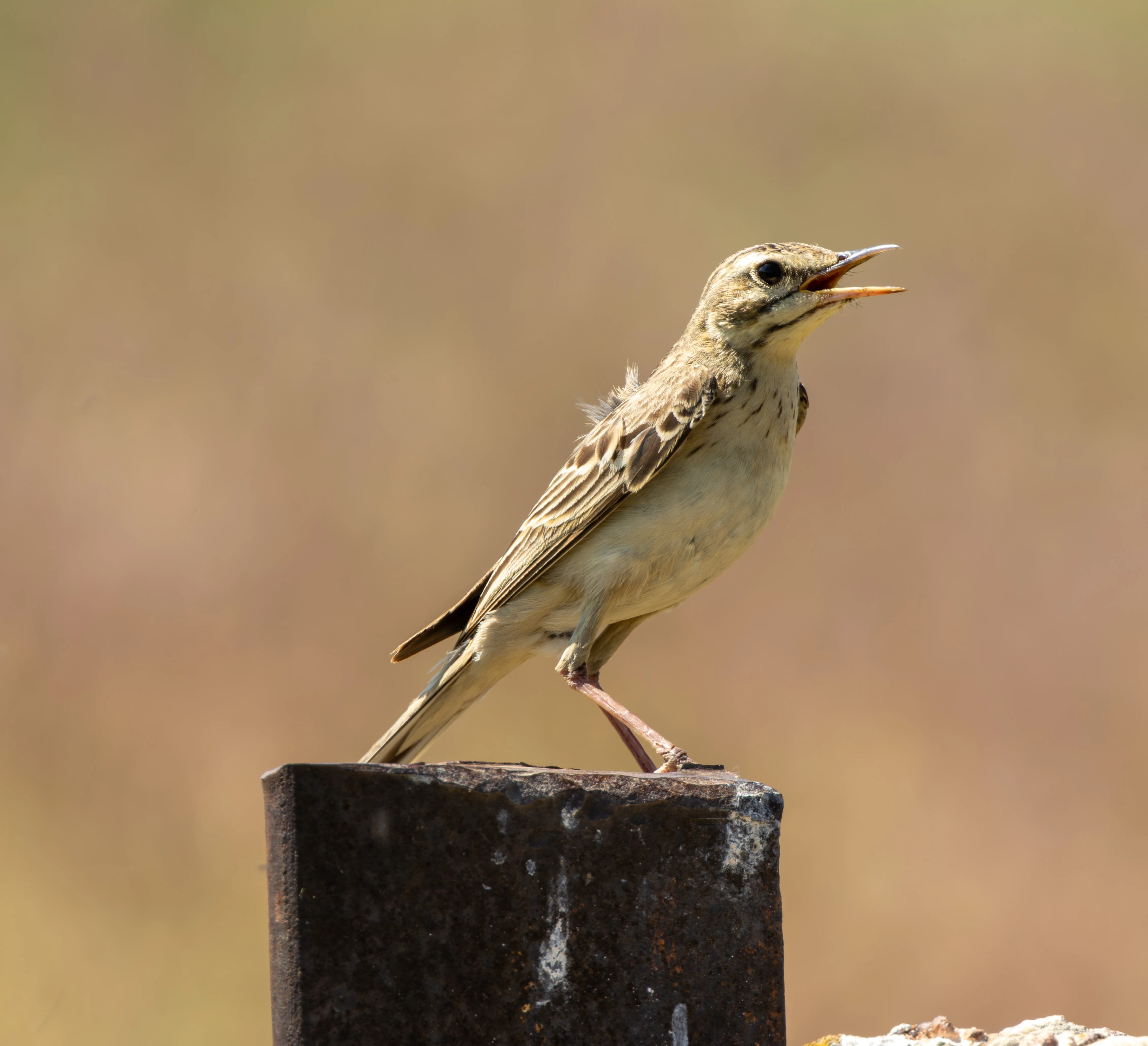 Isabelline Wheatear, Dobruja, Romania — photo by Adam Prugel-Bennett