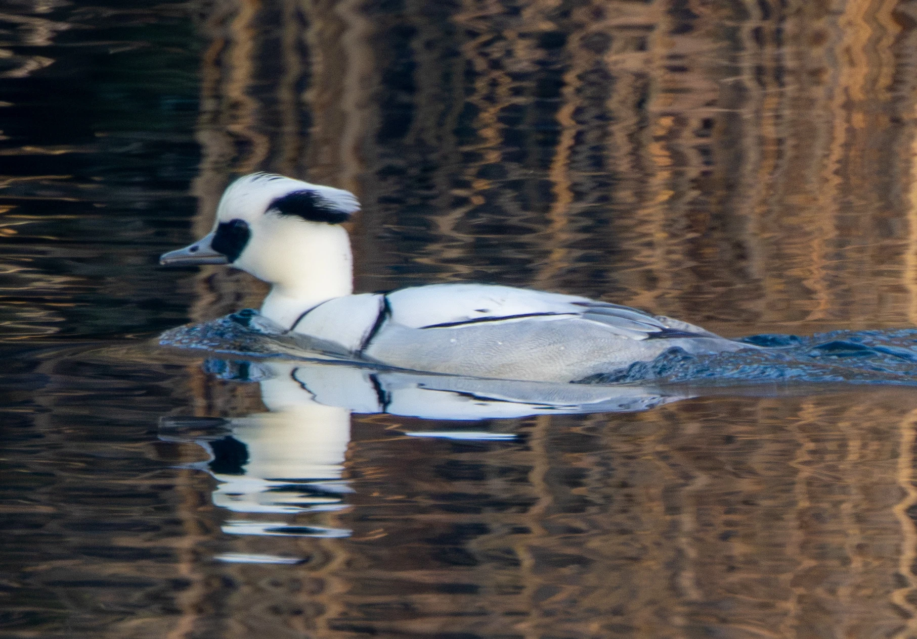 Smew, Flavoland, Netherlands — photo by Adam Prugel-Bennett