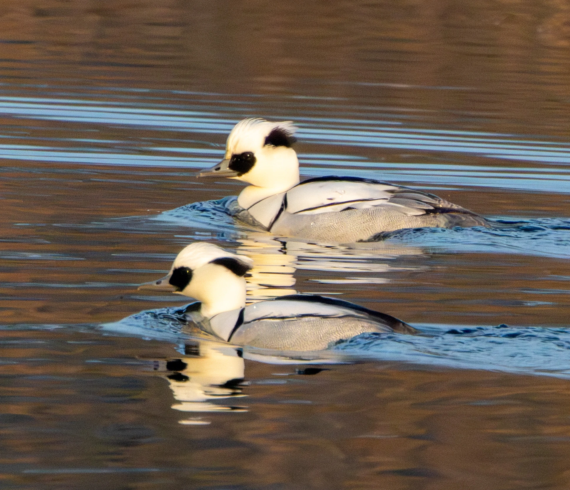 Smew, Flavoland, Netherlands — photo by Adam Prugel-Bennett