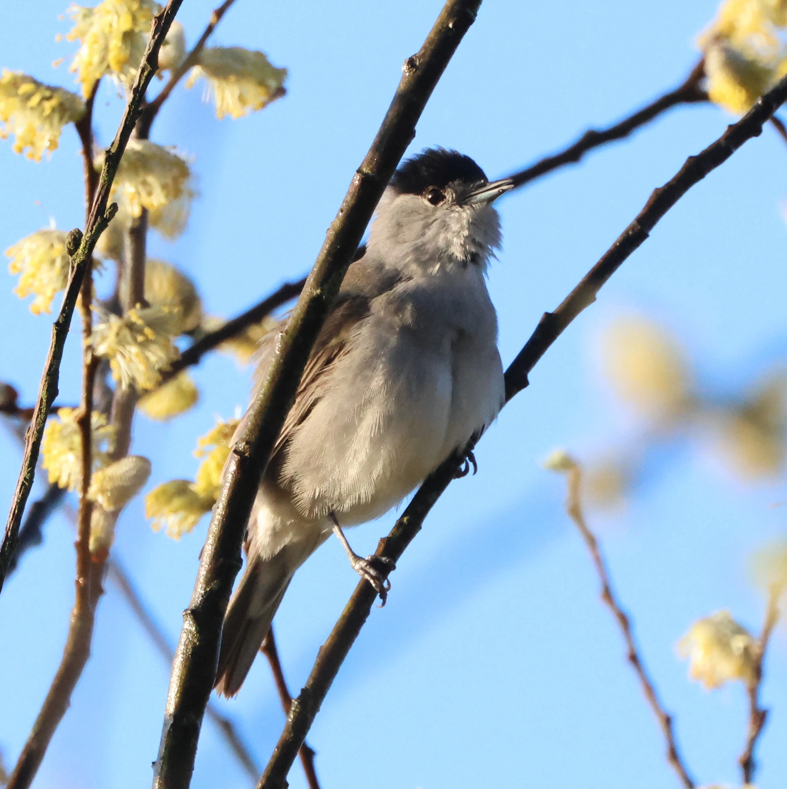 Blackcap, Ham Wall, Glastonbury, Somerset, UK — photo by Adam Prugel-Bennett