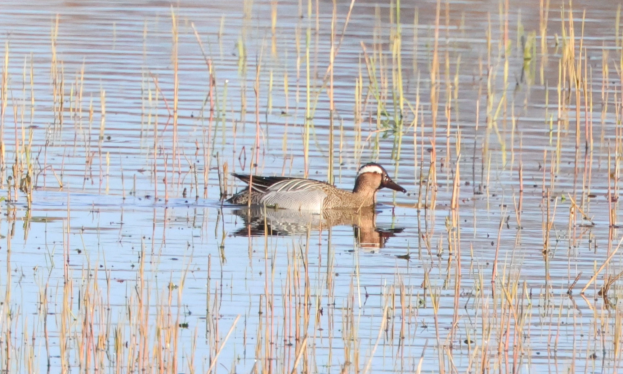 Garganey, Ham Wall, Glastonbury, Somerset, UK — photo by Adam Prugel-Bennett