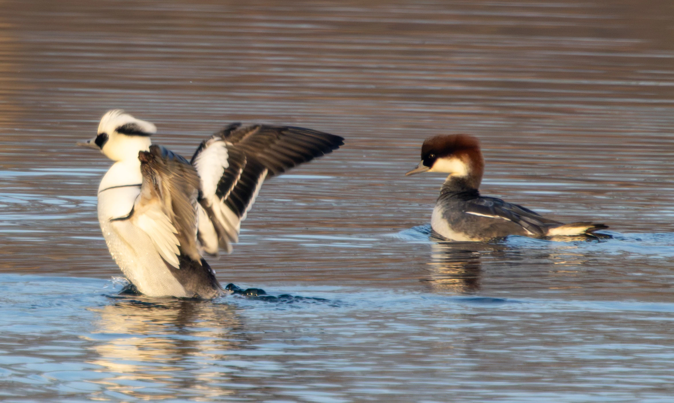 Smew (male and female), Flavoland, Netherlands — photo by Adam Prugel-Bennett