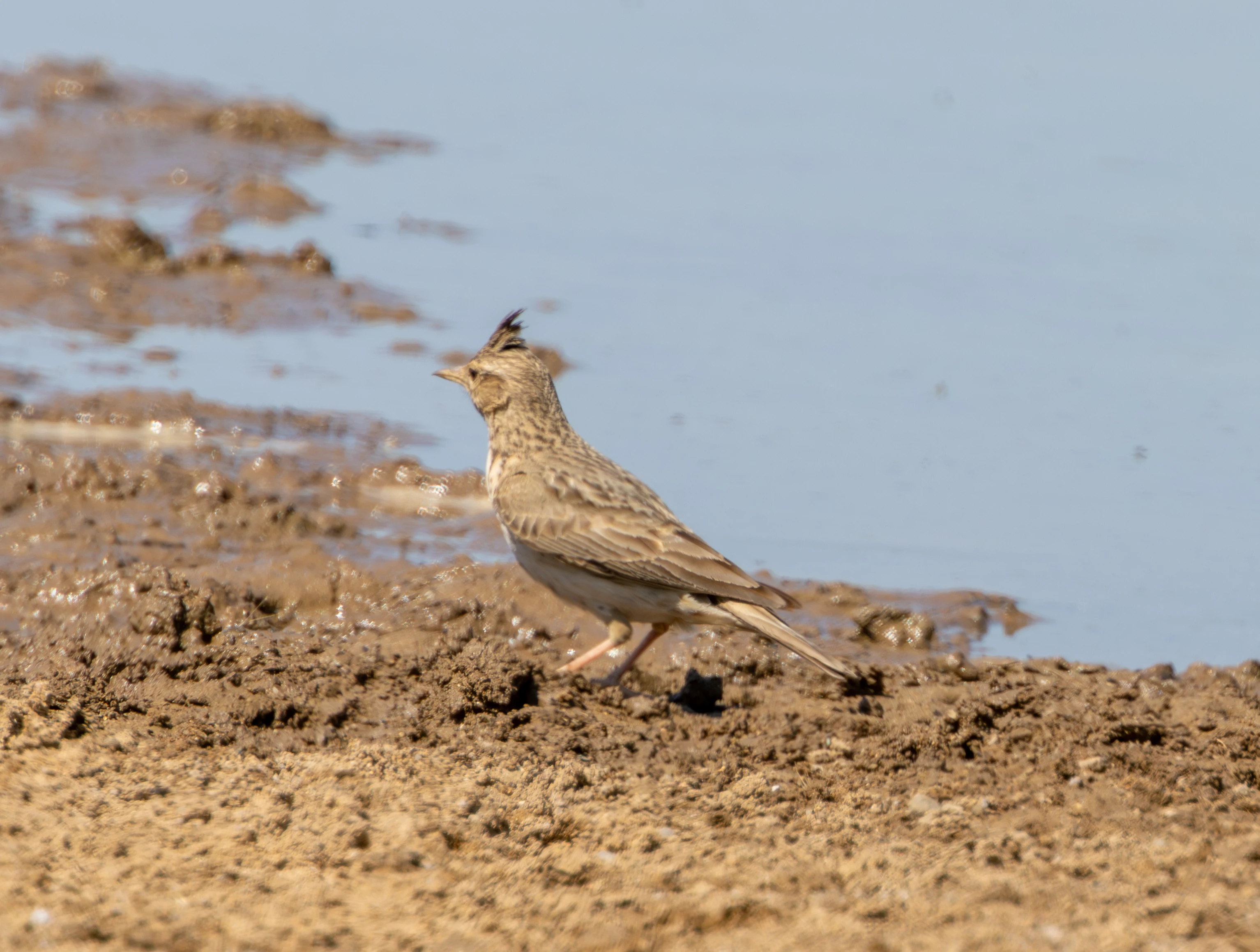Crested Lark, Dobruja, Romania — photo by Adam Prugel-Bennett