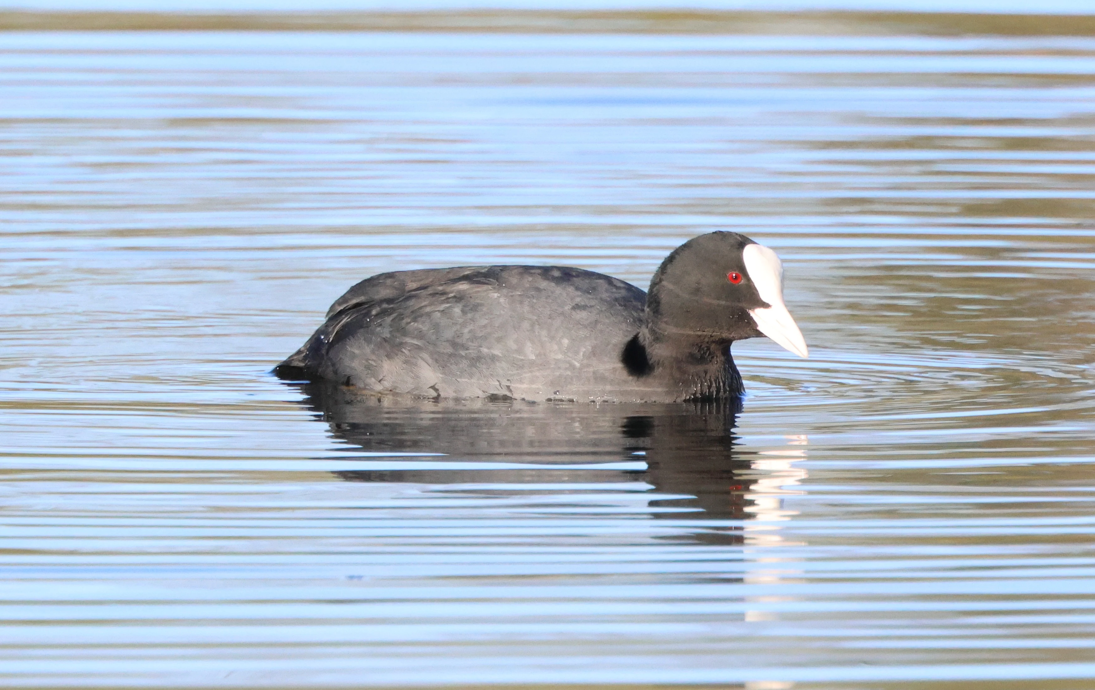 Coot, Ham Wall, Glastonbury, Somerset, UK — photo by Adam Prugel-Bennett