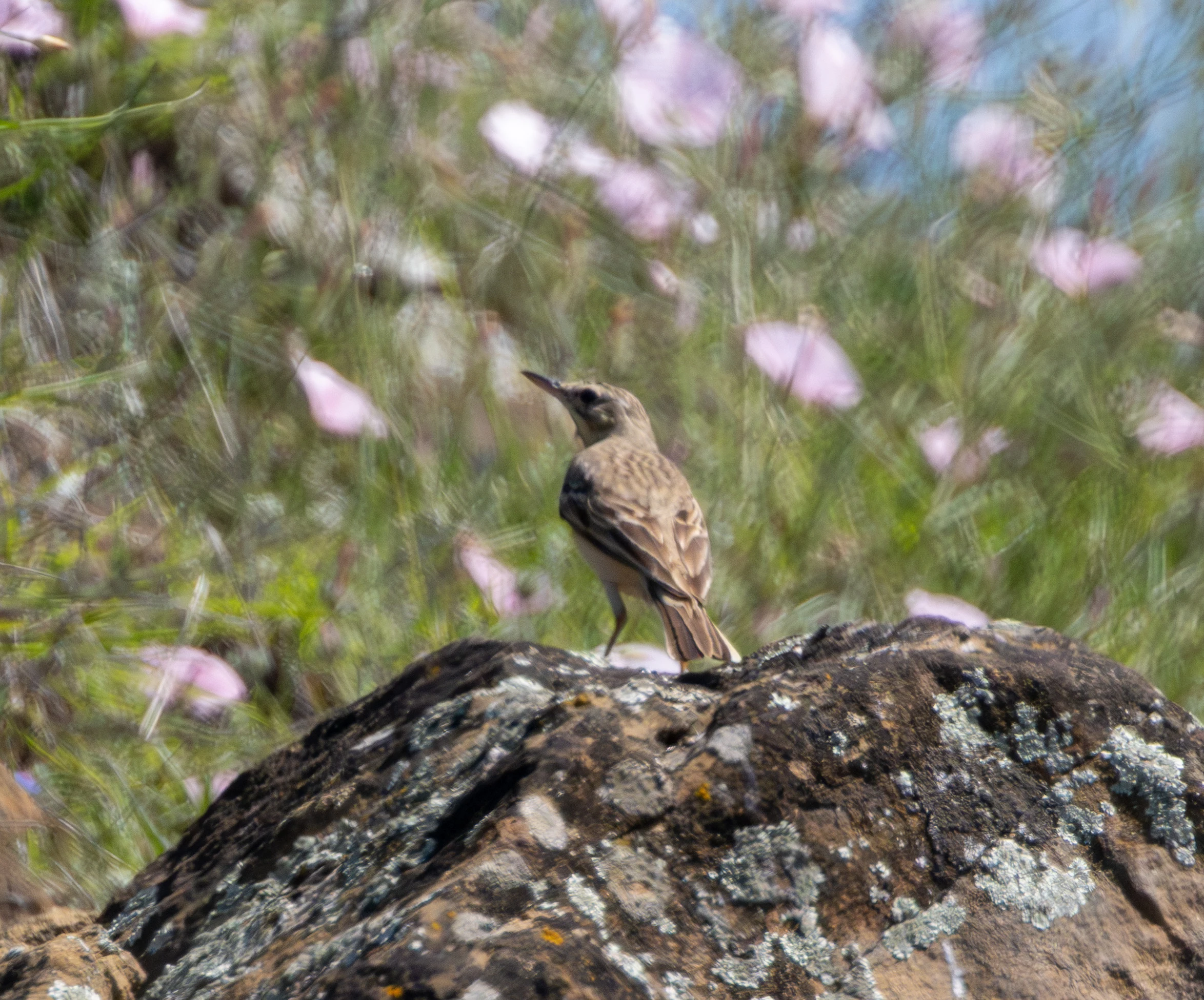 Tawny Pipit, Dobruja, Romania — photo by Adam Prugel-Bennett