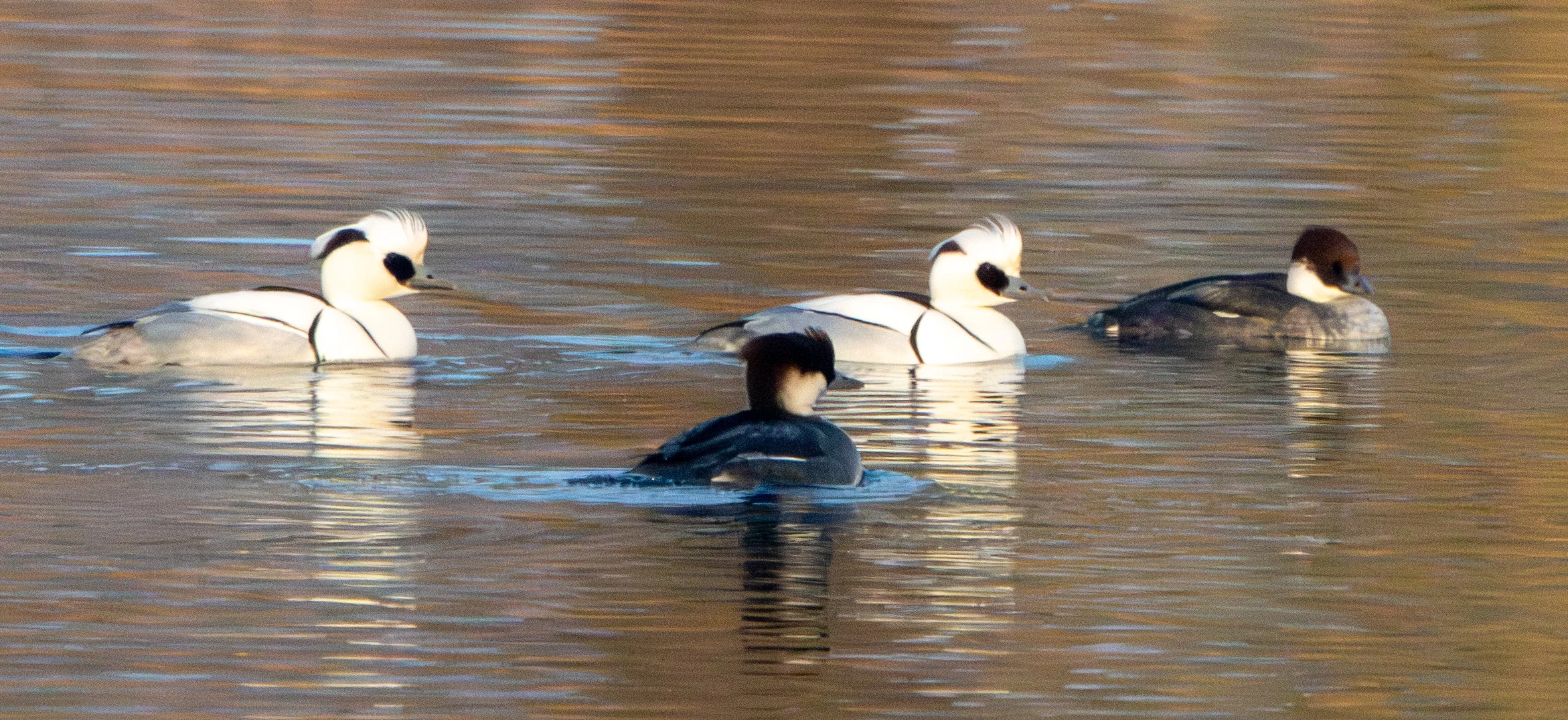 Smew, Flavoland, Netherlands — photo by Adam Prugel-Bennett