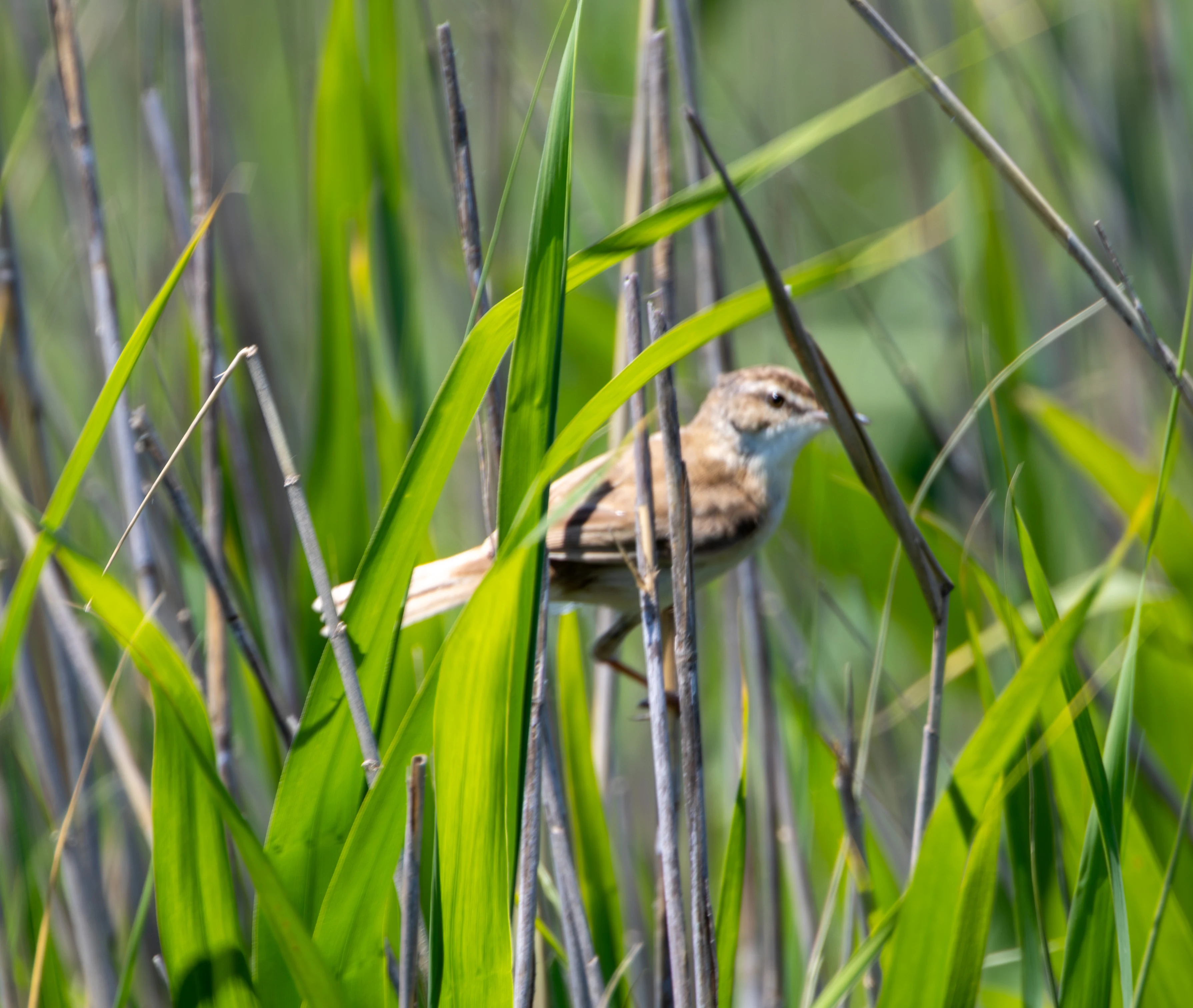 Paddyfield Warbler, Dobruja, Romania — photo by Adam Prugel-Bennett