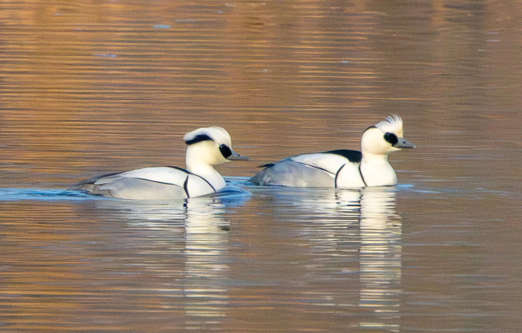 Smew, Flavoland, Netherlands — photo by Adam Prugel-Bennett