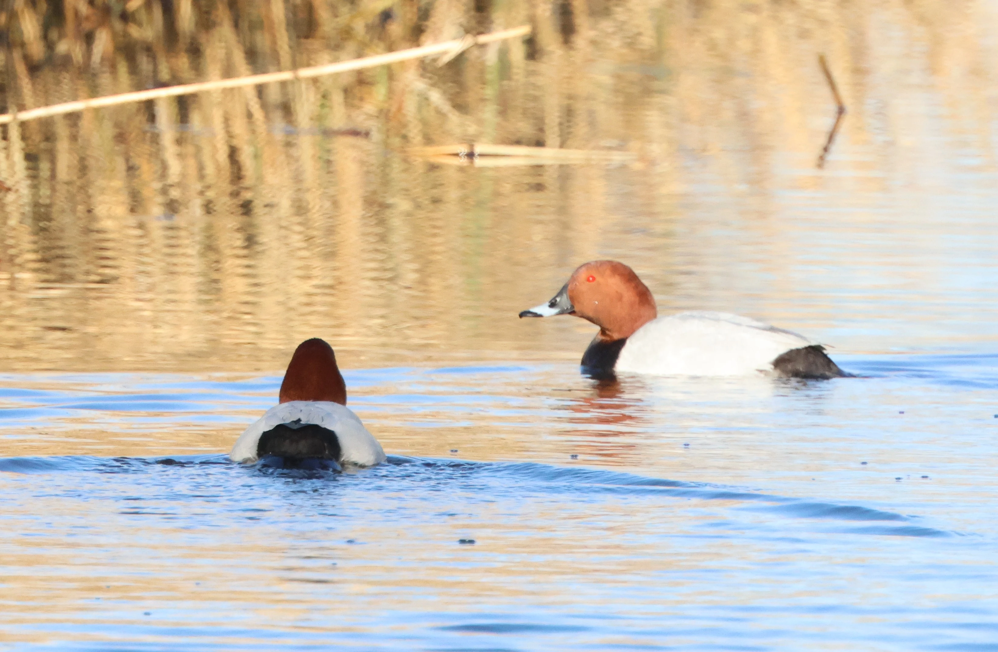 Common pochard, Ham Wall, Glastonbury, Somerset, UK — photo by Adam Prugel-Bennett
